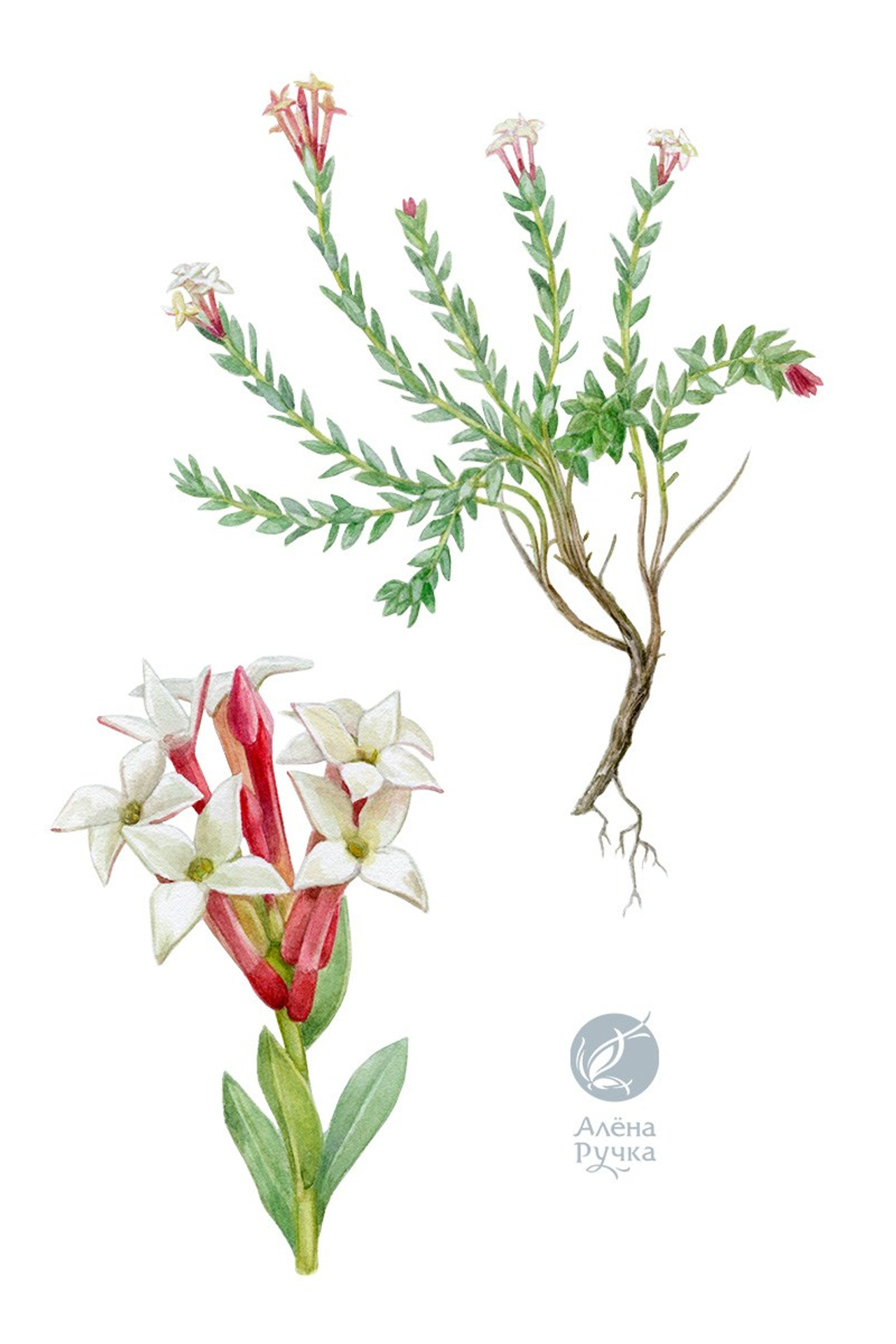 Двучленник кавказский – Diarthron caucasicum (Pobed.) Kit Tan [Stelleropsis caucasica Pobed.]