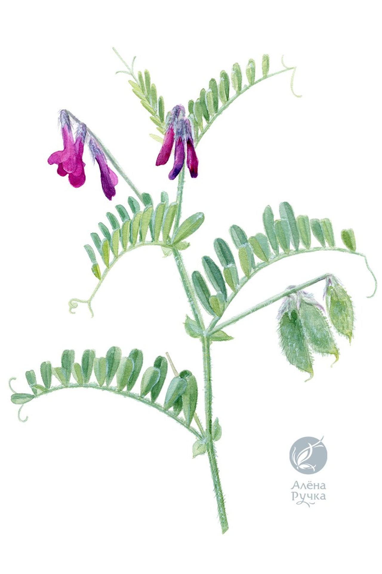 Горошек плотноволосистый – Vicia hololasia Woronow