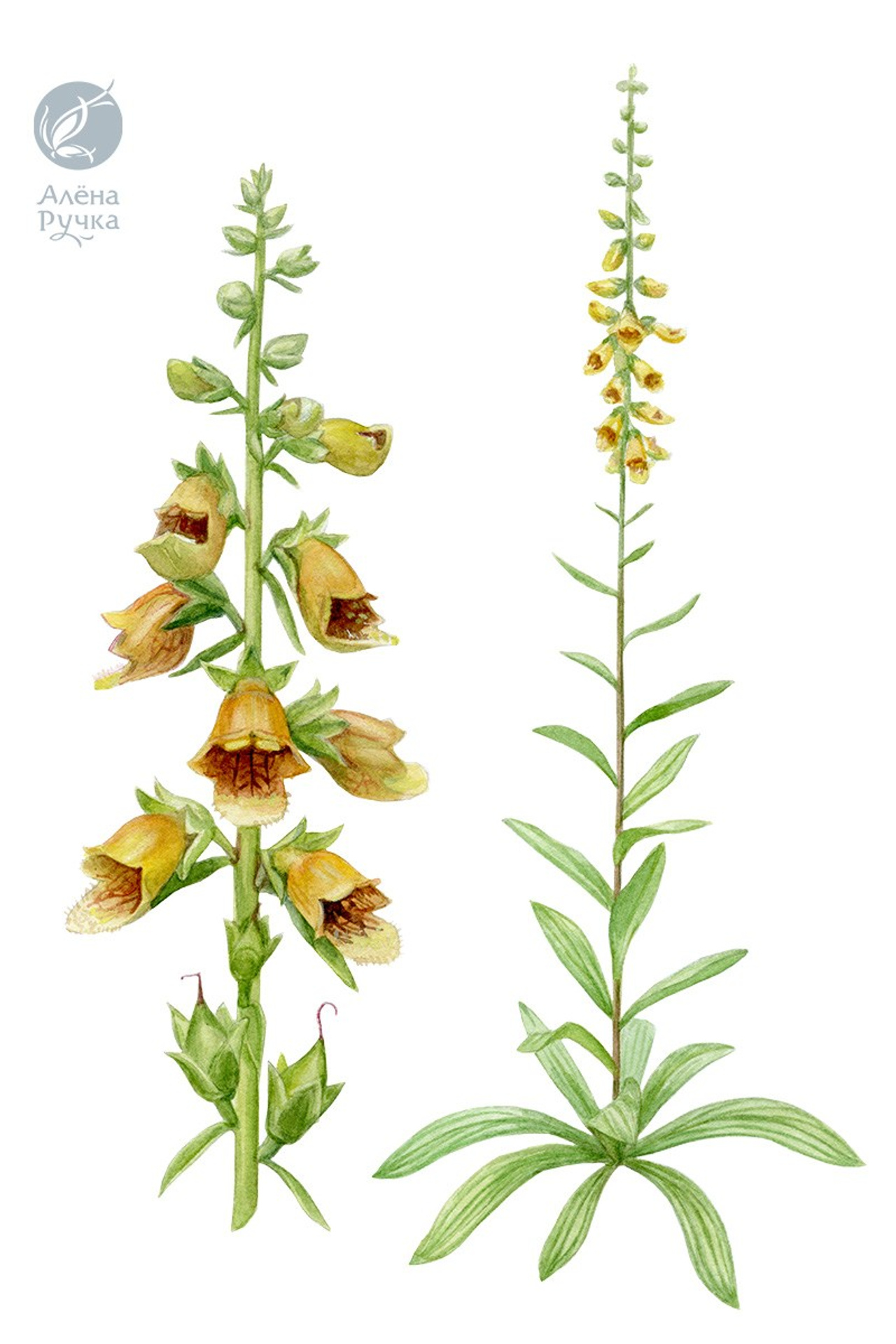 Наперстянка жилковатая – Digitalis nervosa Steud. et Hochst. ex Benth.