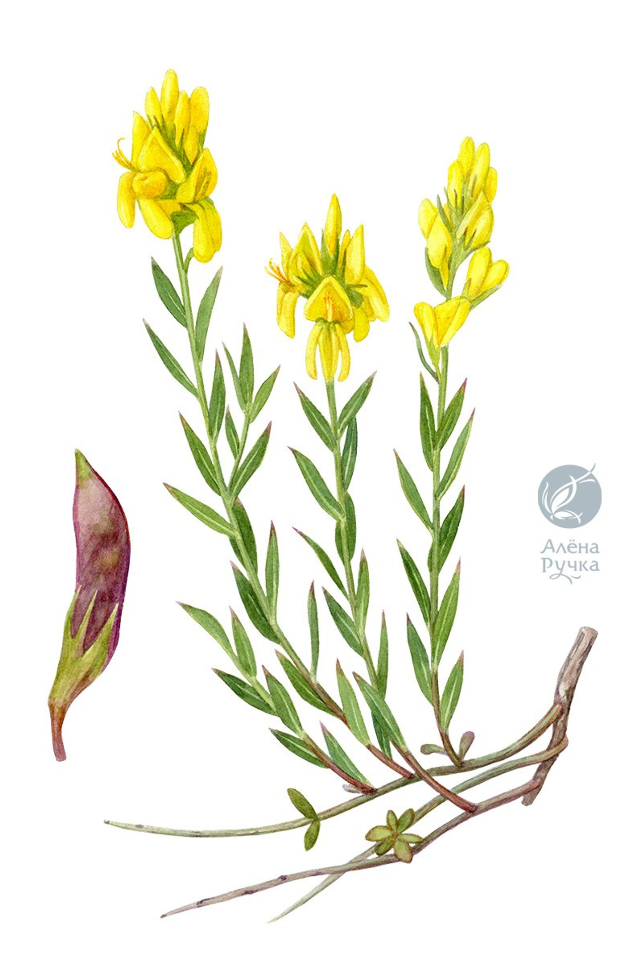 Дрок сванетский – Genista suanica Schischk. ex Grossh.