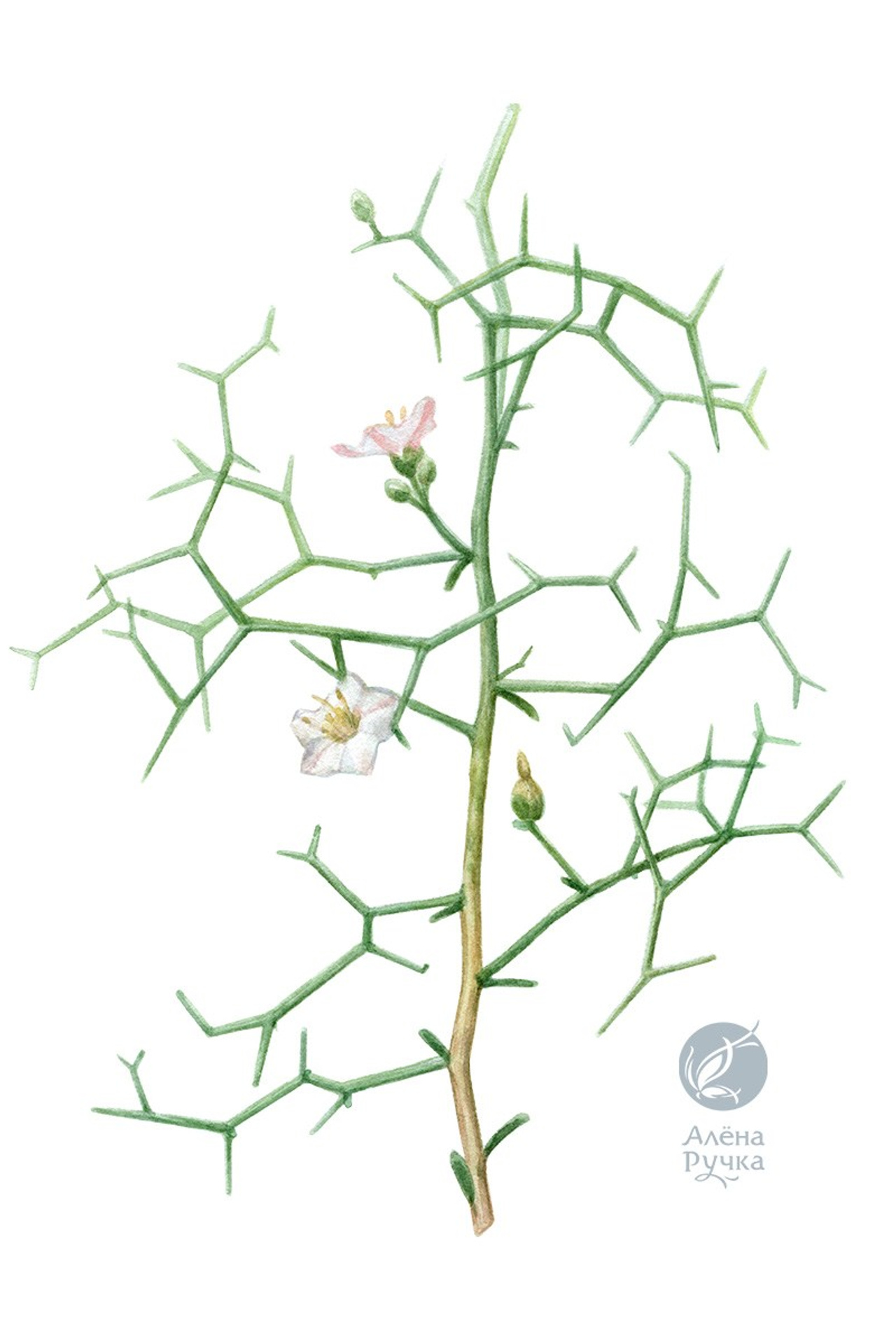 Вьюнок ежевидный – Convolvulus erinaceus Ledeb.