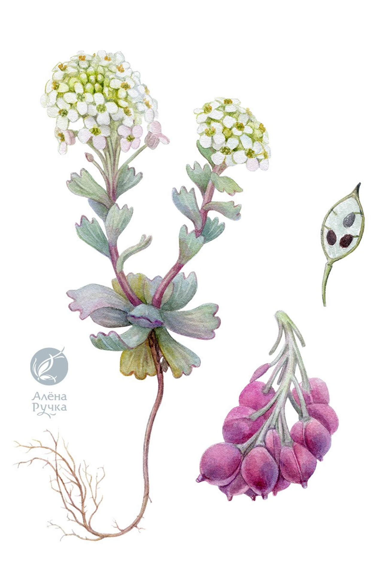 Лжепузырник пальчатый – Pseudovesicaria digitata (C.A.&nbsp;Mey.) Rupr.