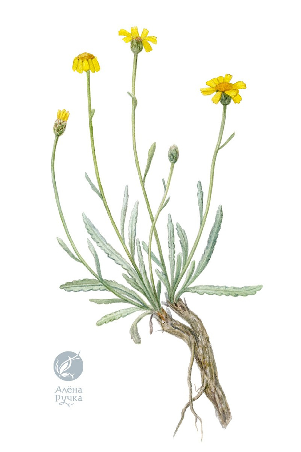 Пижма Акинфиева – Tanacetum akinfiewii (F.N.&nbsp;Alex.) Tzvelev