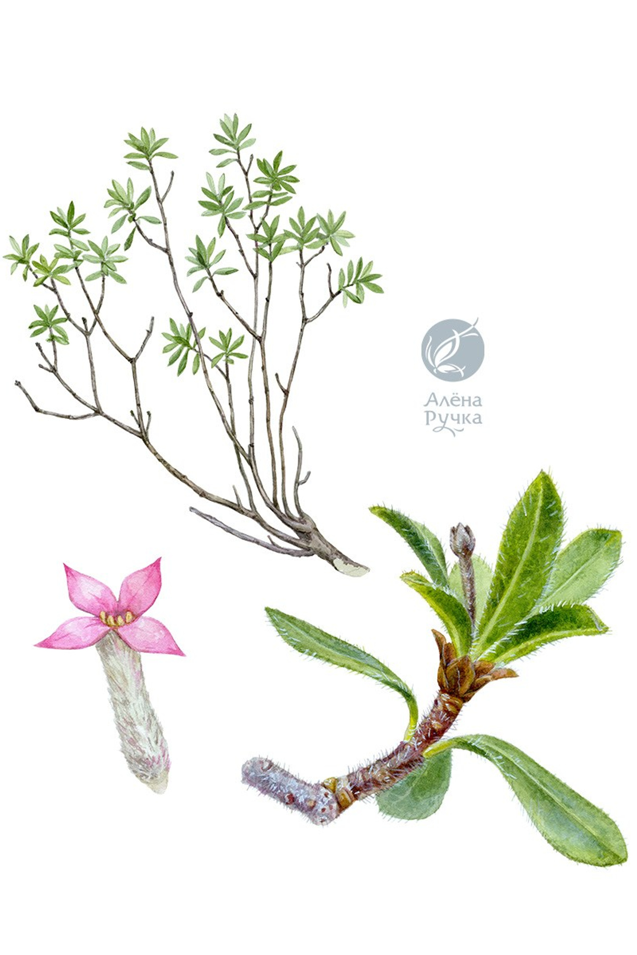 Волчник баксанский – Daphne baksanica Pobed.