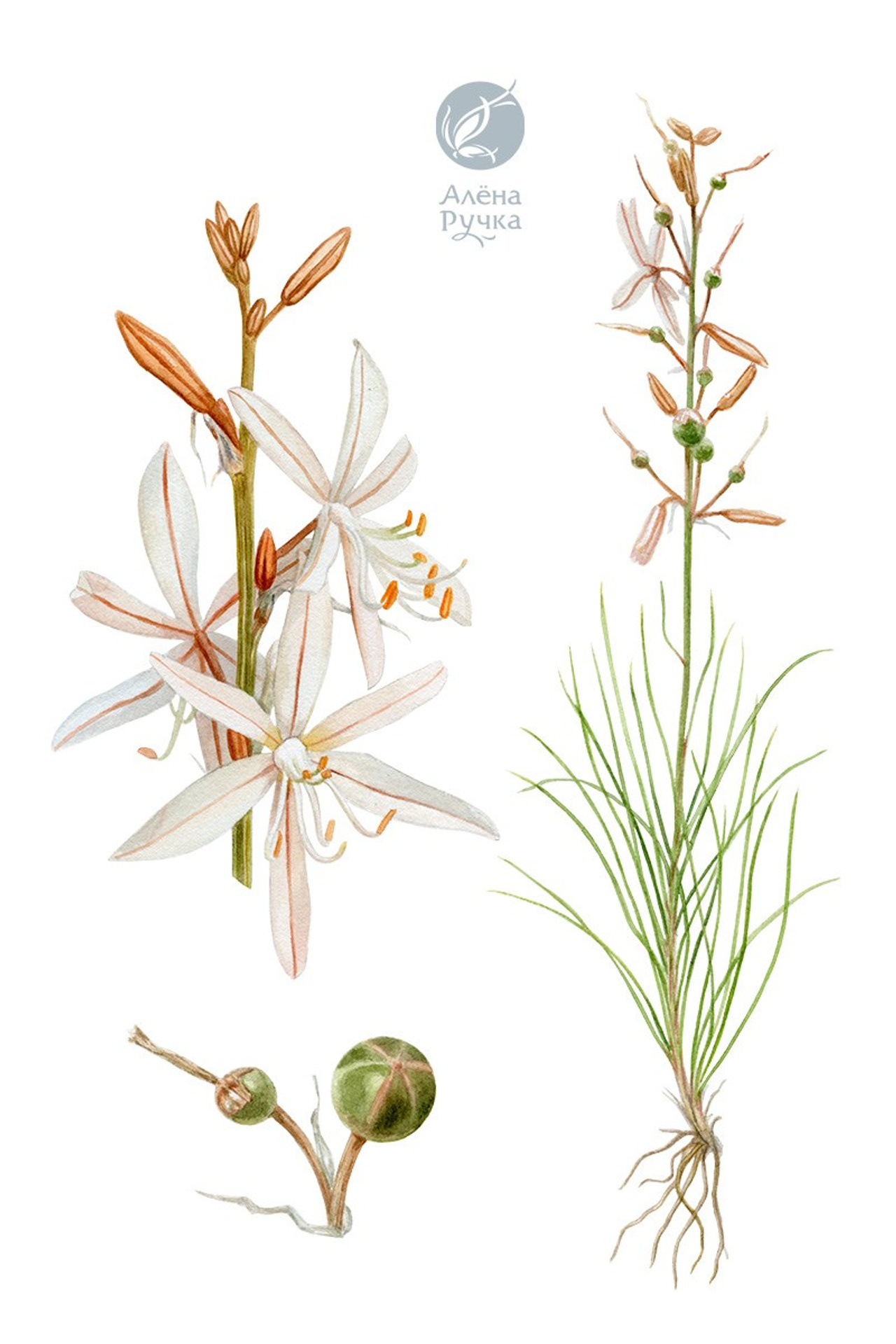 Асфоделина тонкая – Asphodeline tenuior (M.&nbsp;Bieb.) Ledeb.