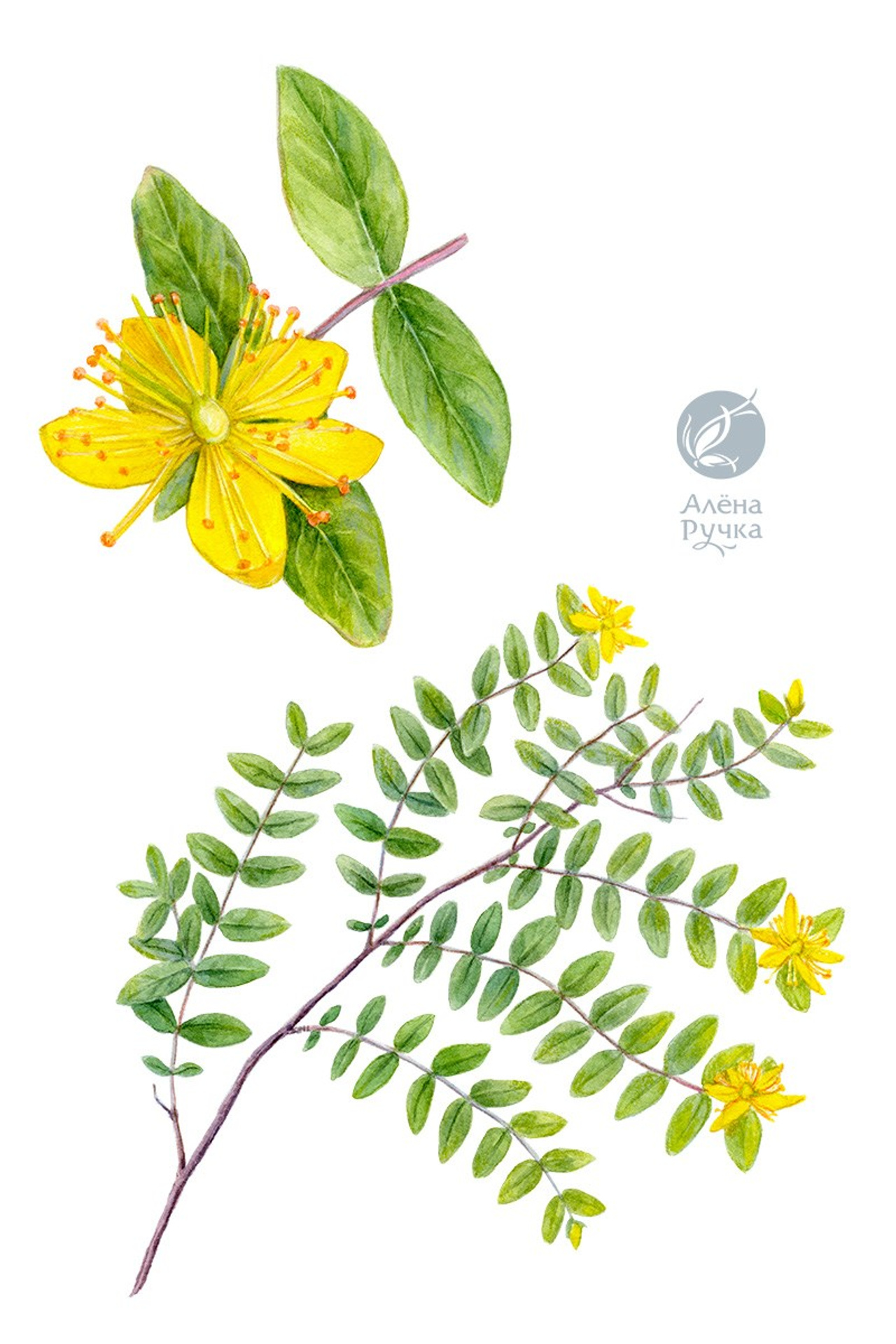 Зверобой жимолостелистный – Hypericum xylosteifolium (Spach) N.&nbsp;Robson