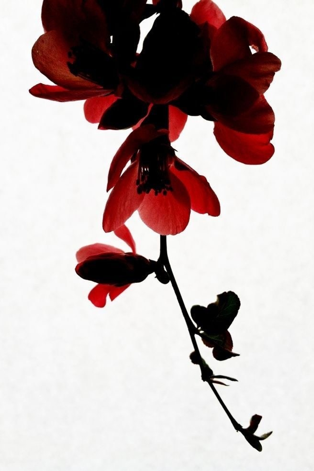 Фотограф Санкт-Петербург Лиза Артти