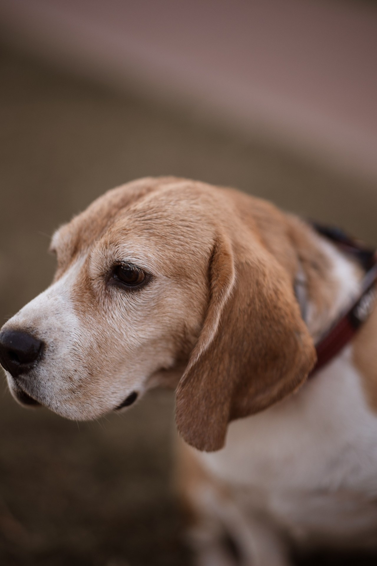 Отзывы об индивидуальной фотосессии в Москве. Фотограф Анна Парфенова. Индивидуальные фотосессии в Москве. Фотограф Анна Парфенова