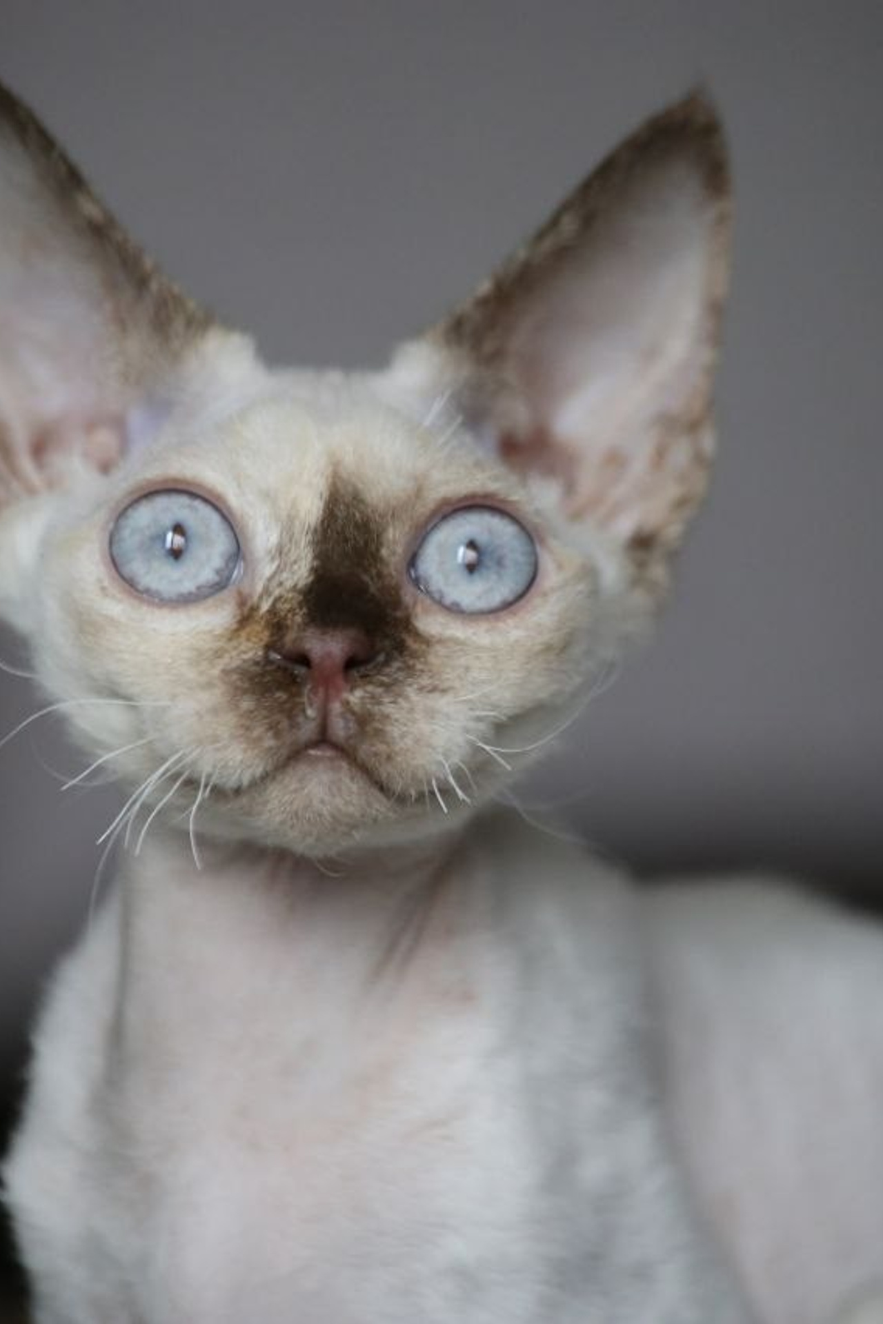 DRX n 09 кошечка Nevskiy Favorite Marbella готова к резерву 🧿 д/р 03.02.26. Nevskiy Favorite — питомник девон-рексов в Санкт-Петербурге. Здоровые, ласковые и редкие котята