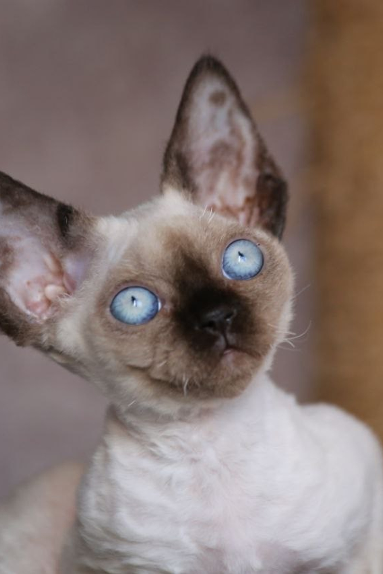 Котята. Nevskiy Favorite — питомник девон-рексов в Санкт-Петербурге. Здоровые, ласковые и редкие котята