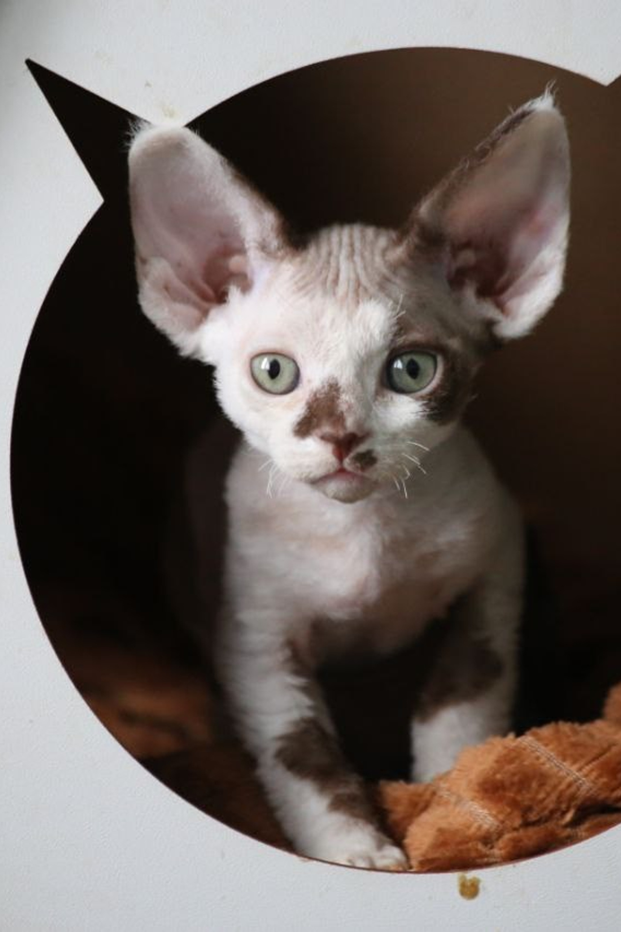 Котята. Nevskiy Favorite — питомник девон-рексов в Санкт-Петербурге. Здоровые, ласковые и редкие котята