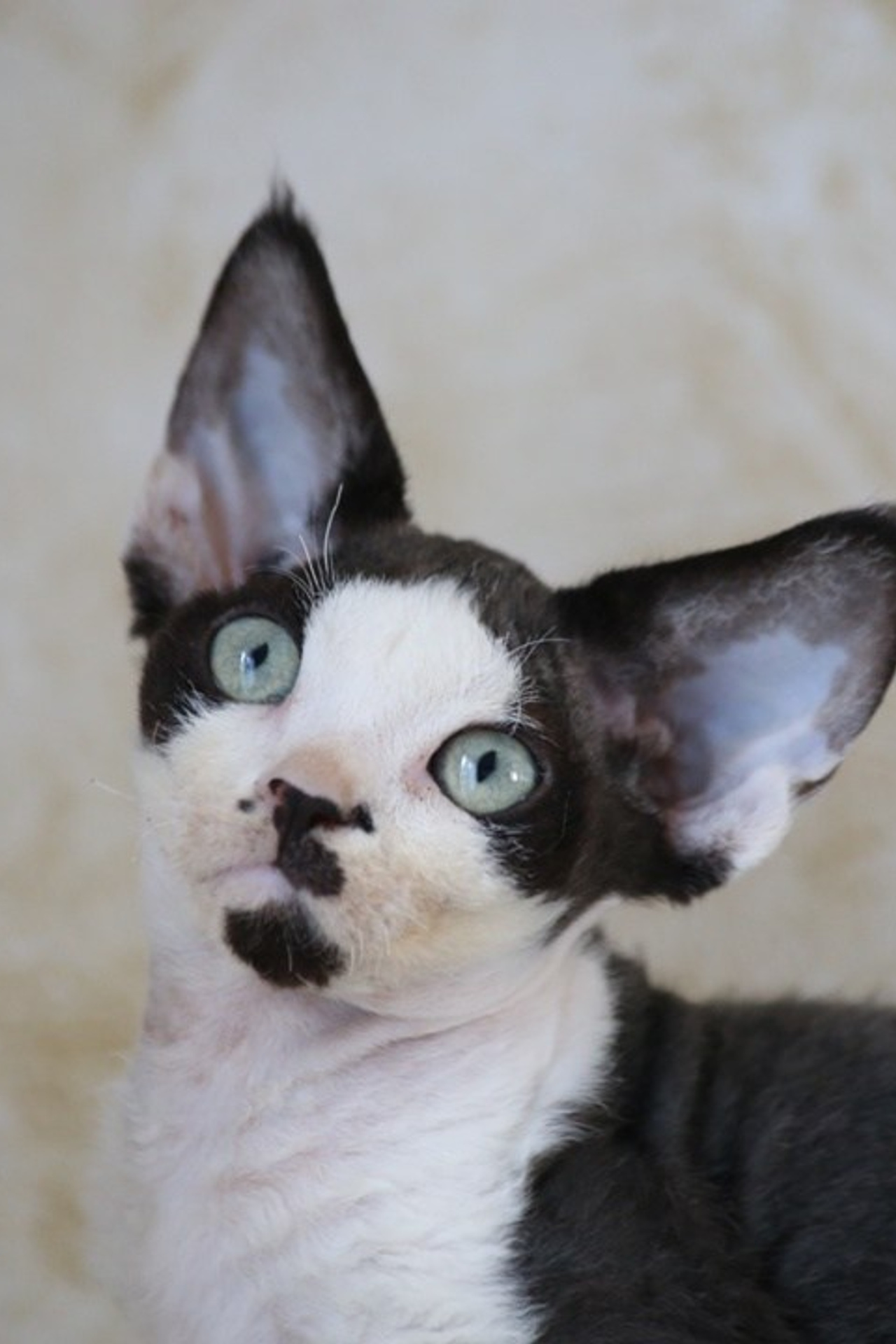 Котята. Nevskiy Favorite — питомник девон-рексов в Санкт-Петербурге. Здоровые, ласковые и редкие котята