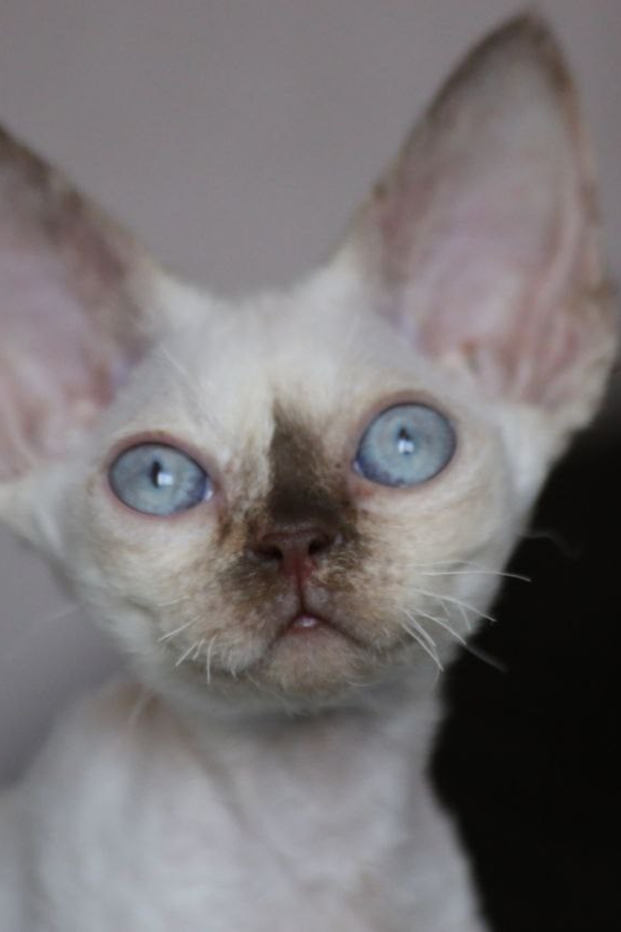 Котята. Nevskiy Favorite — питомник девон-рексов в Санкт-Петербурге. Здоровые, ласковые и редкие котята