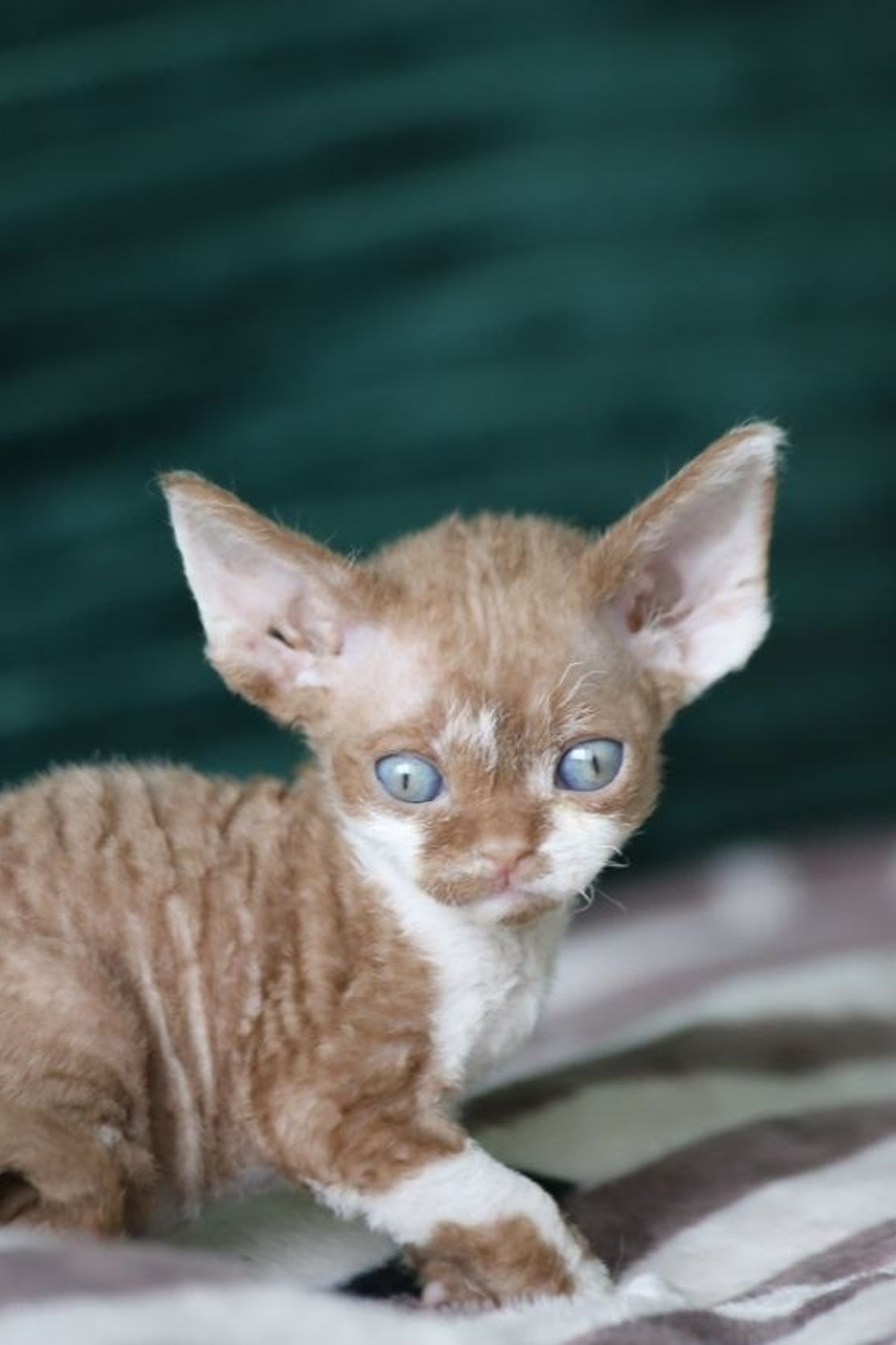 DRX n 09 кошечка Nevskiy Favorite Marbella готова к резерву 🧿 д/р 03.02.26. Nevskiy Favorite — питомник девон-рексов в Санкт-Петербурге. Здоровые, ласковые и редкие котята