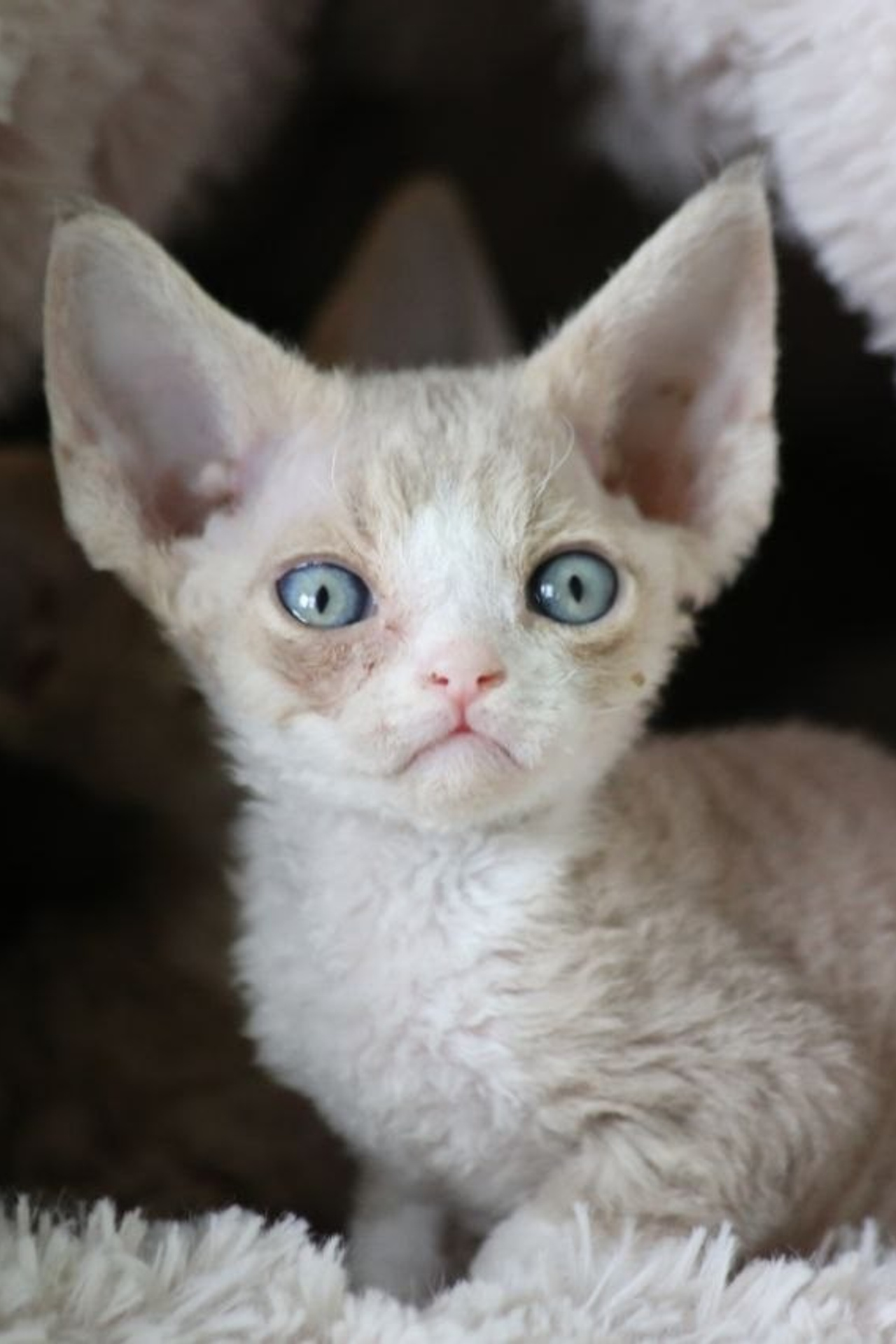 DRX n 09 кошечка Nevskiy Favorite Marbella готова к резерву 🧿 д/р 03.02.26. Nevskiy Favorite — питомник девон-рексов в Санкт-Петербурге. Здоровые, ласковые и редкие котята