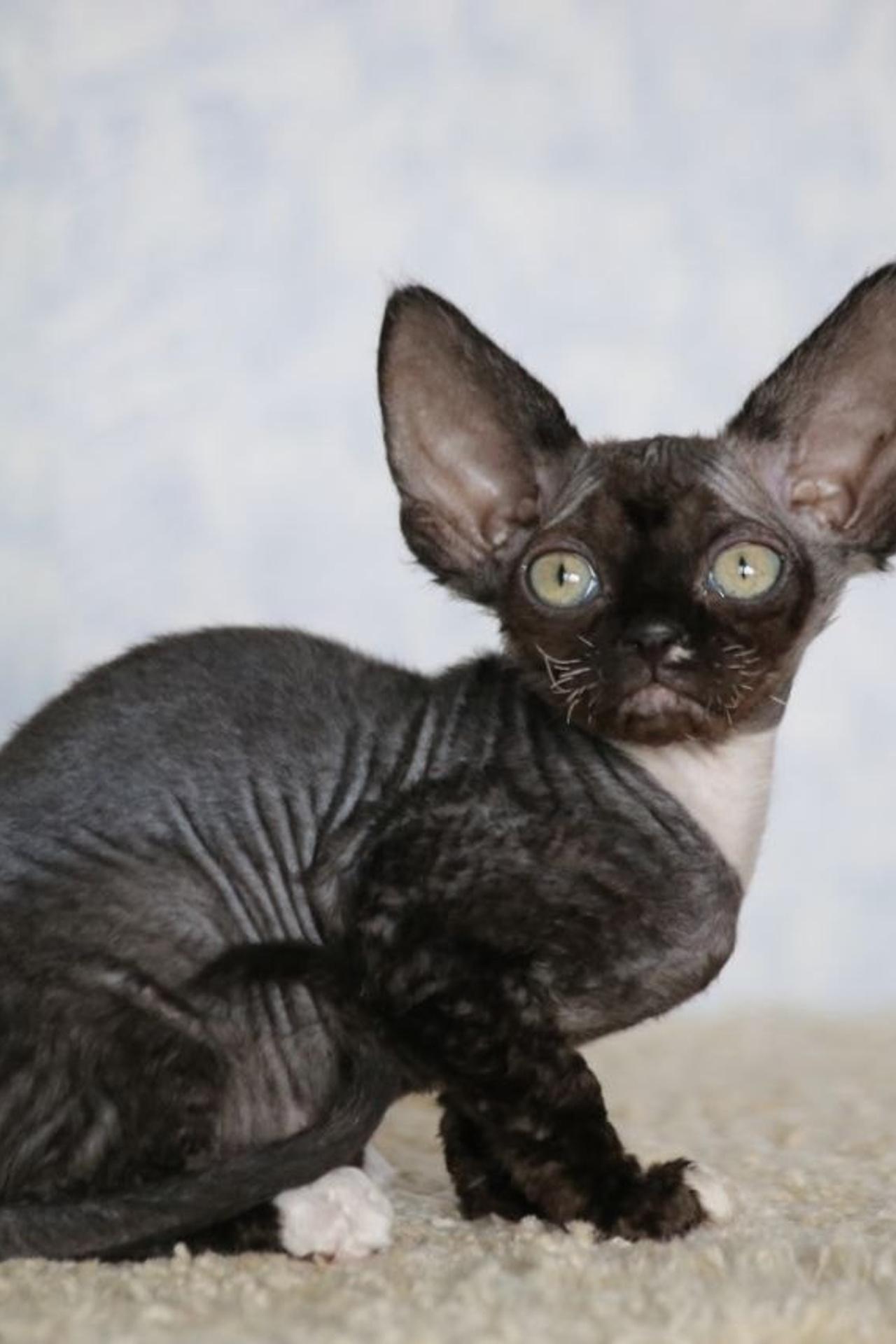 DRX n 03 котик Nevskiy Favorite Manaure готов к резерву 🧿 д/р 03.02.26. Nevskiy Favorite — питомник девон-рексов в Санкт-Петербурге. Здоровые, ласковые и редкие котята