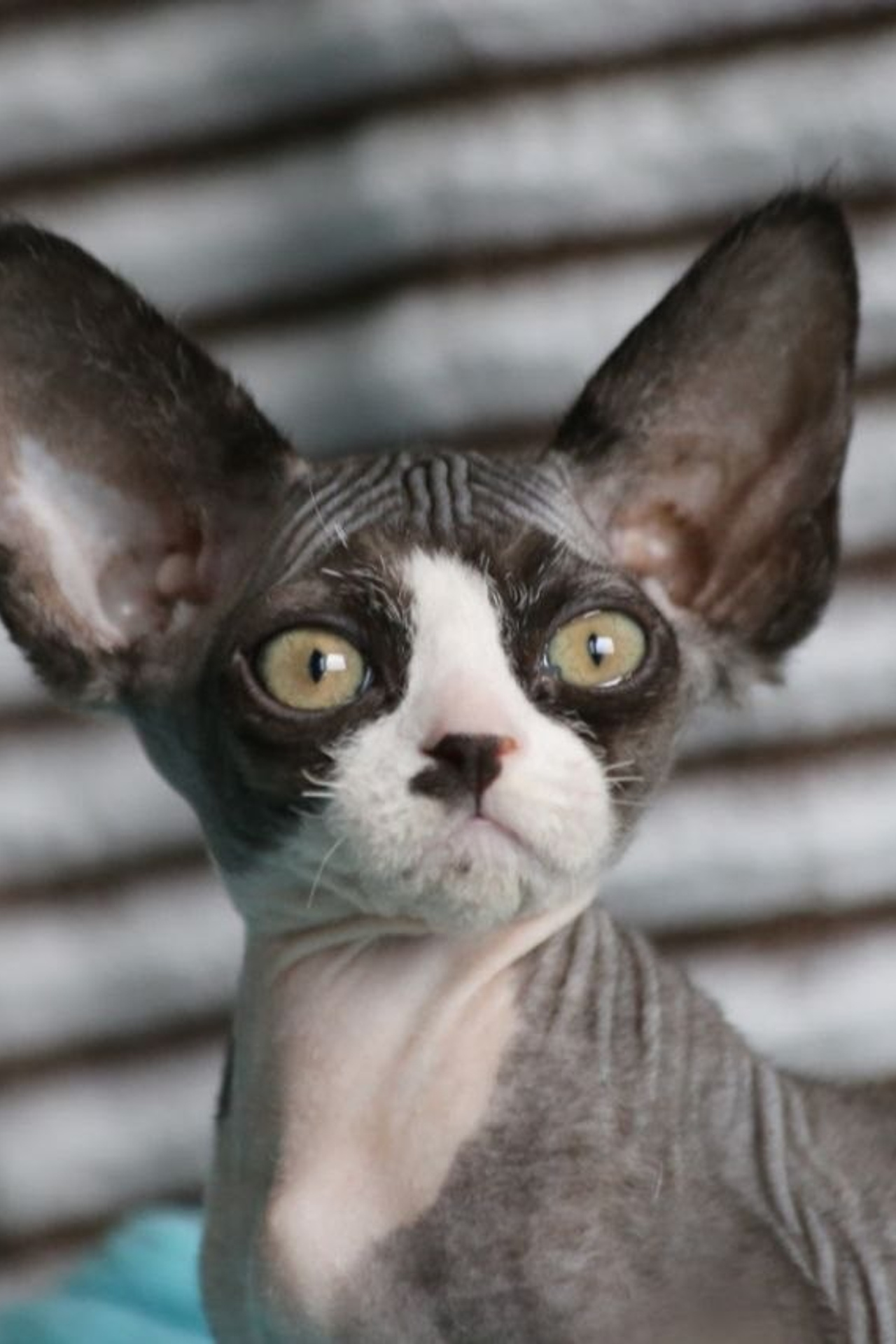 DRX n 09 кошечка Nevskiy Favorite Marbella готова к резерву 🧿 д/р 03.02.26. Nevskiy Favorite — питомник девон-рексов в Санкт-Петербурге. Здоровые, ласковые и редкие котята