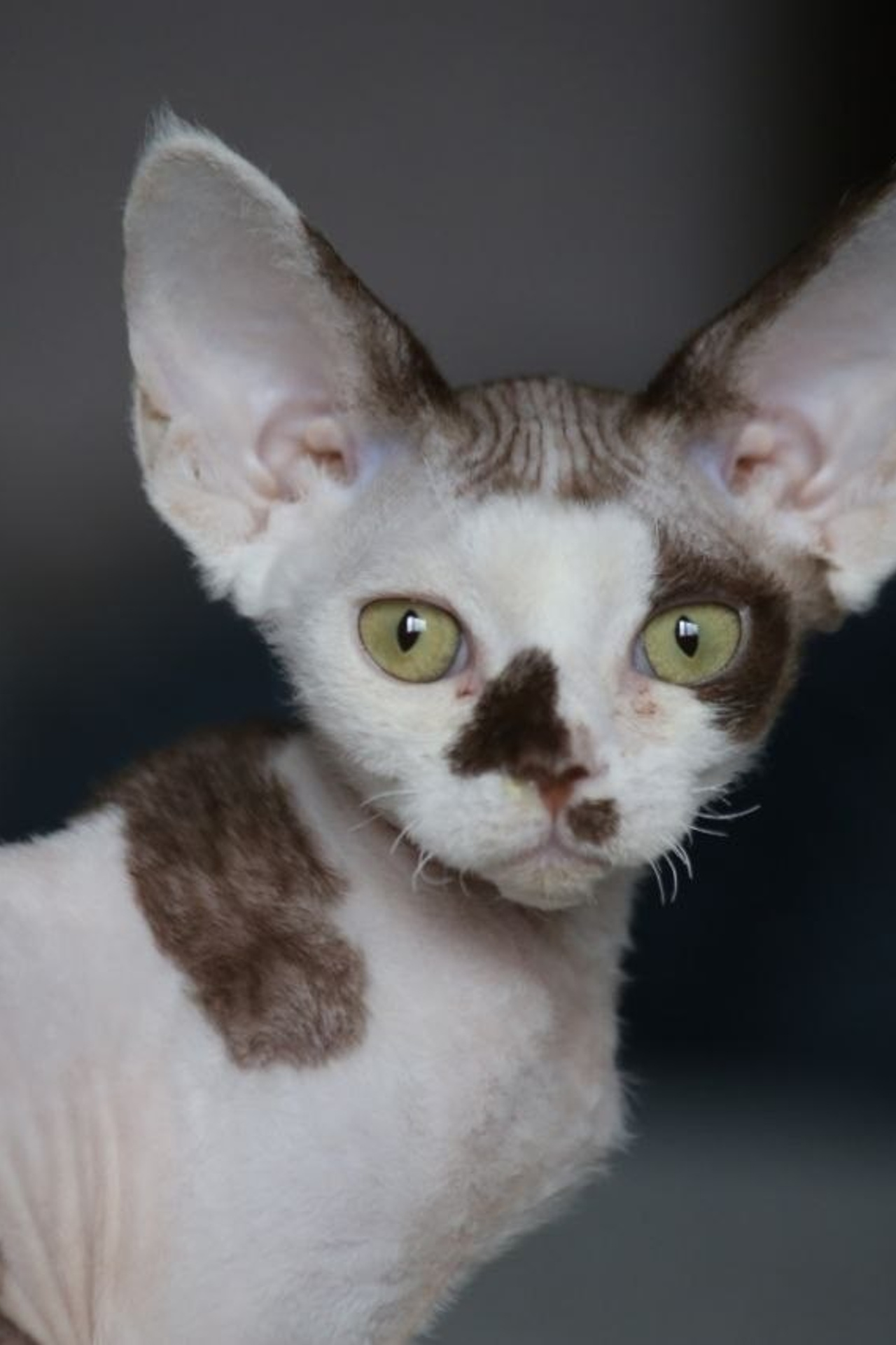 DRX n 09 кошечка Nevskiy Favorite Marbella готова к резерву 🧿 д/р 03.02.26. Nevskiy Favorite — питомник девон-рексов в Санкт-Петербурге. Здоровые, ласковые и редкие котята