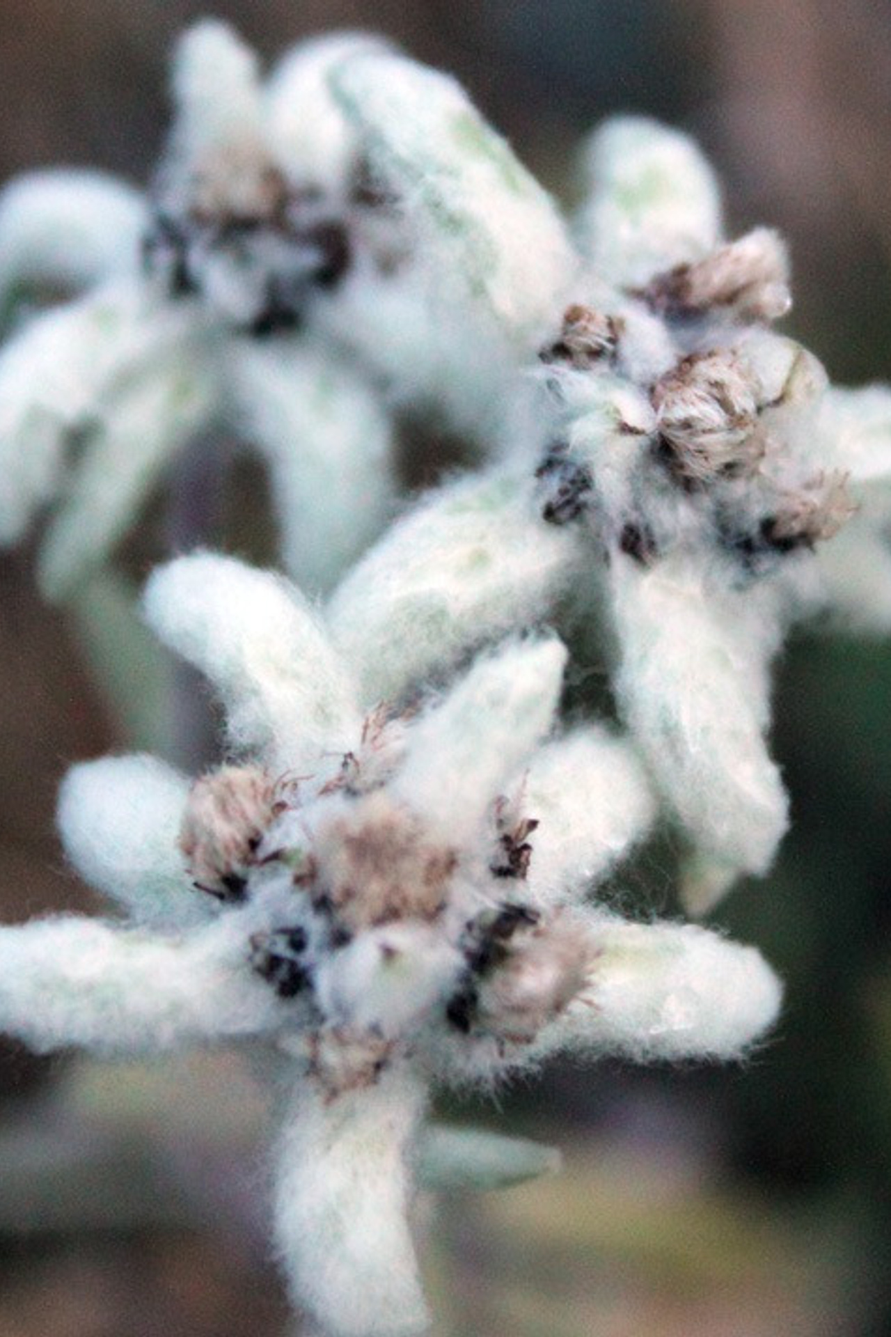 Флора и фауна