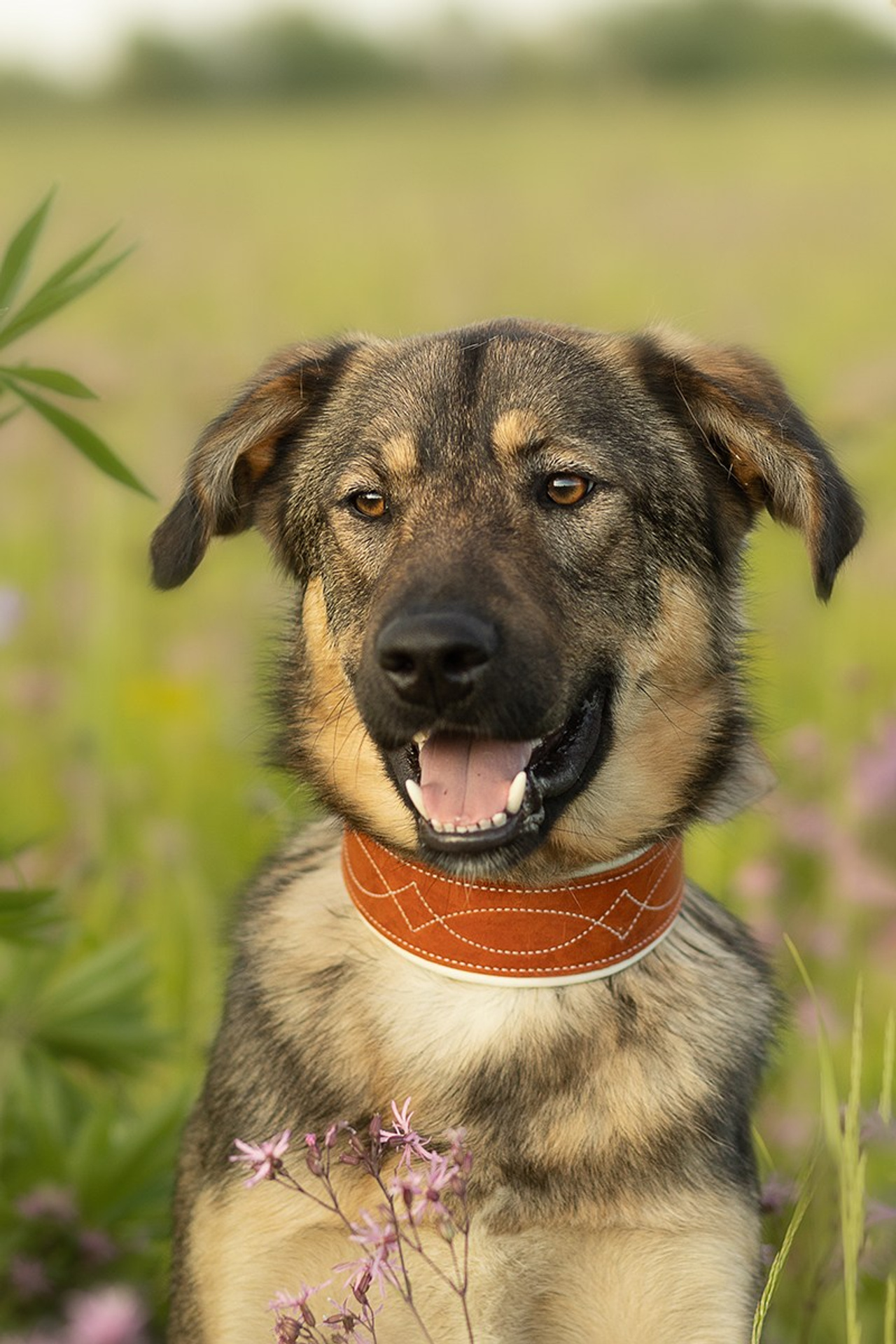 ИЩУТ ДОМ. Фотограф-анималист в Москве и Подмосковье