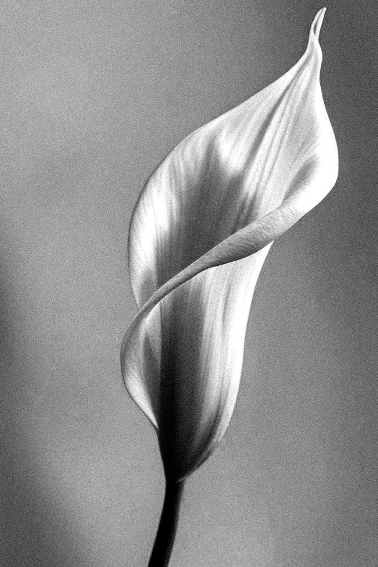 Xadi Tagirova Photography