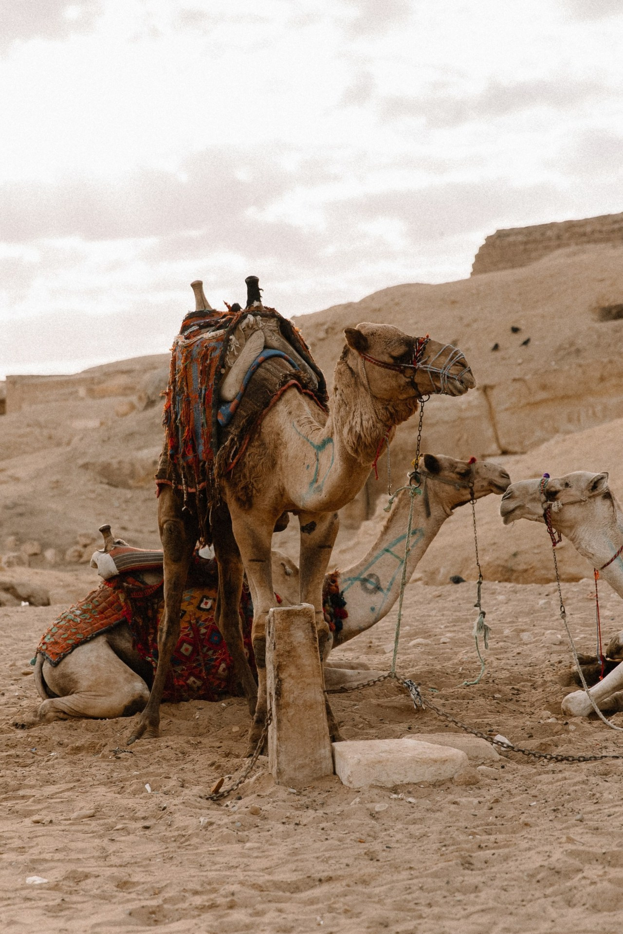 Отзывы. Николь — ваш любимый фотограф в Санкт-Петербурге