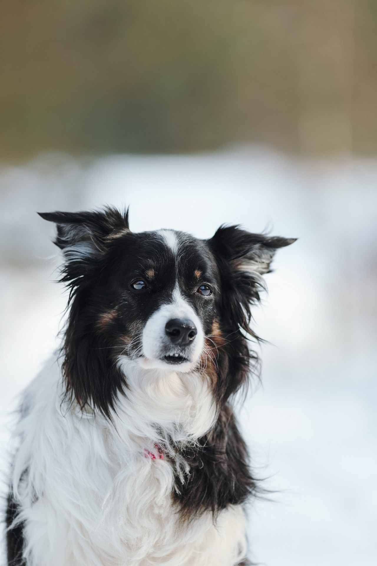Отзывы. Фотограф- анималист Санкт-Петербург
