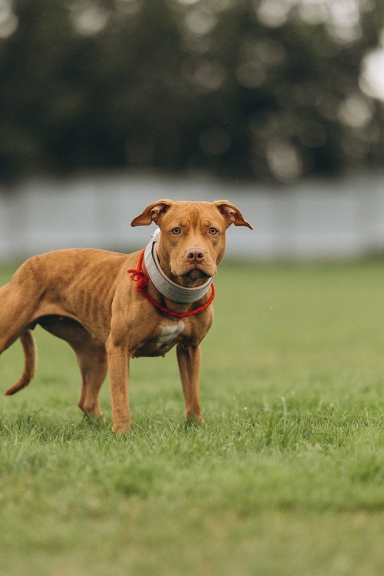 Отзывы. Фотограф- анималист Санкт-Петербург