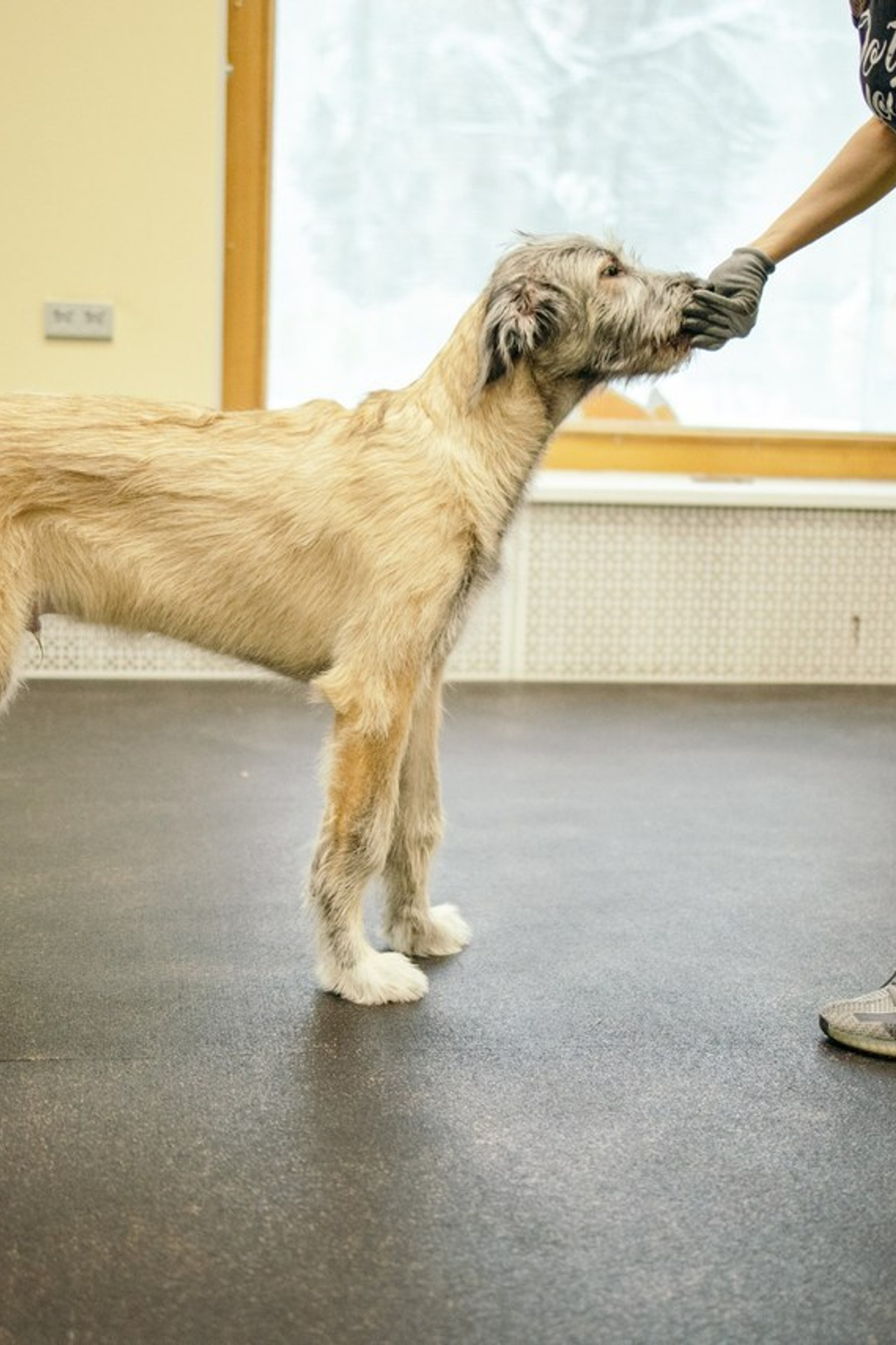 Отзывы. Фотограф- анималист Санкт-Петербург