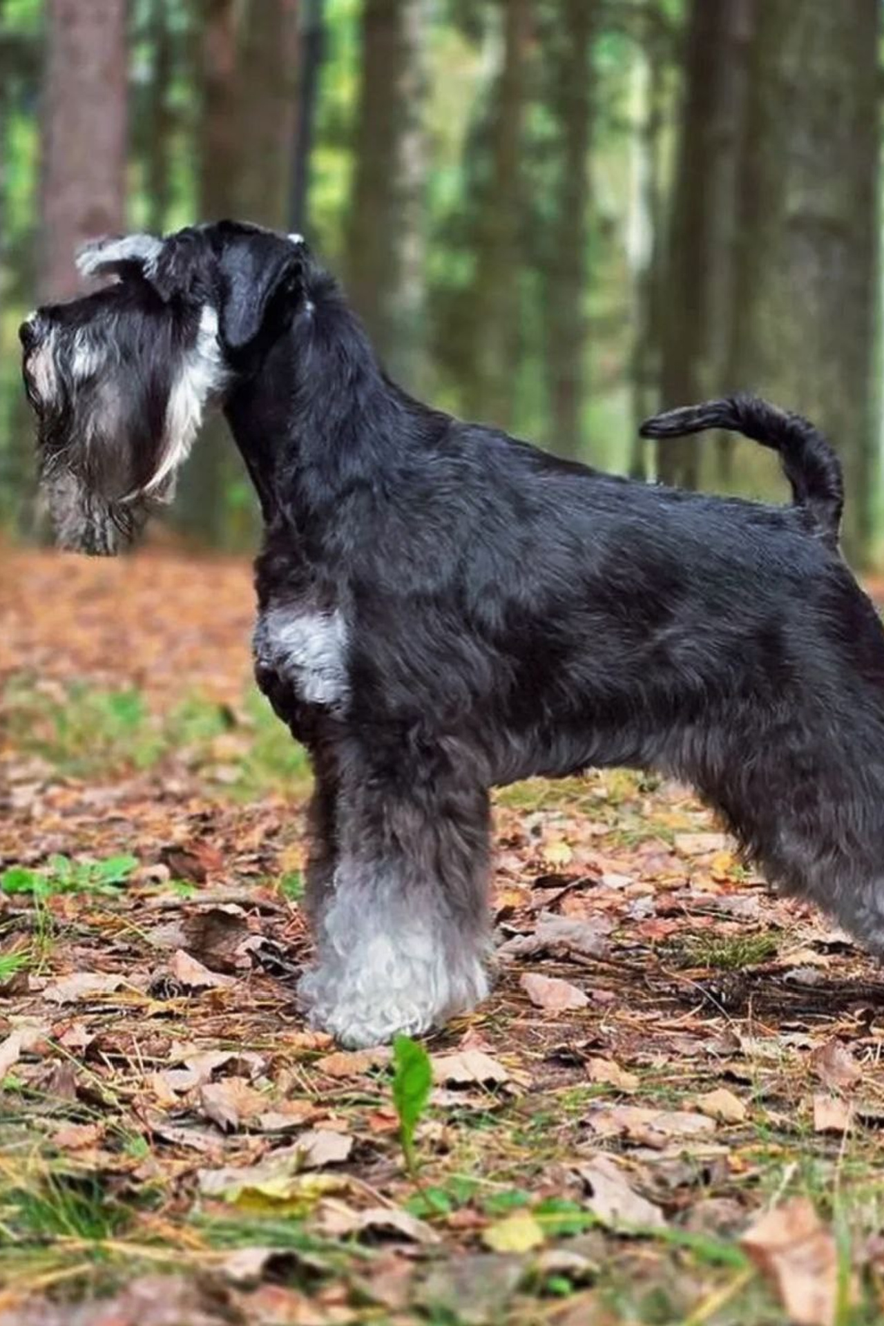НОВОСТИ. Питомник цвергшнауцеров в Беларуси «Делинсо Бэлэнс»
