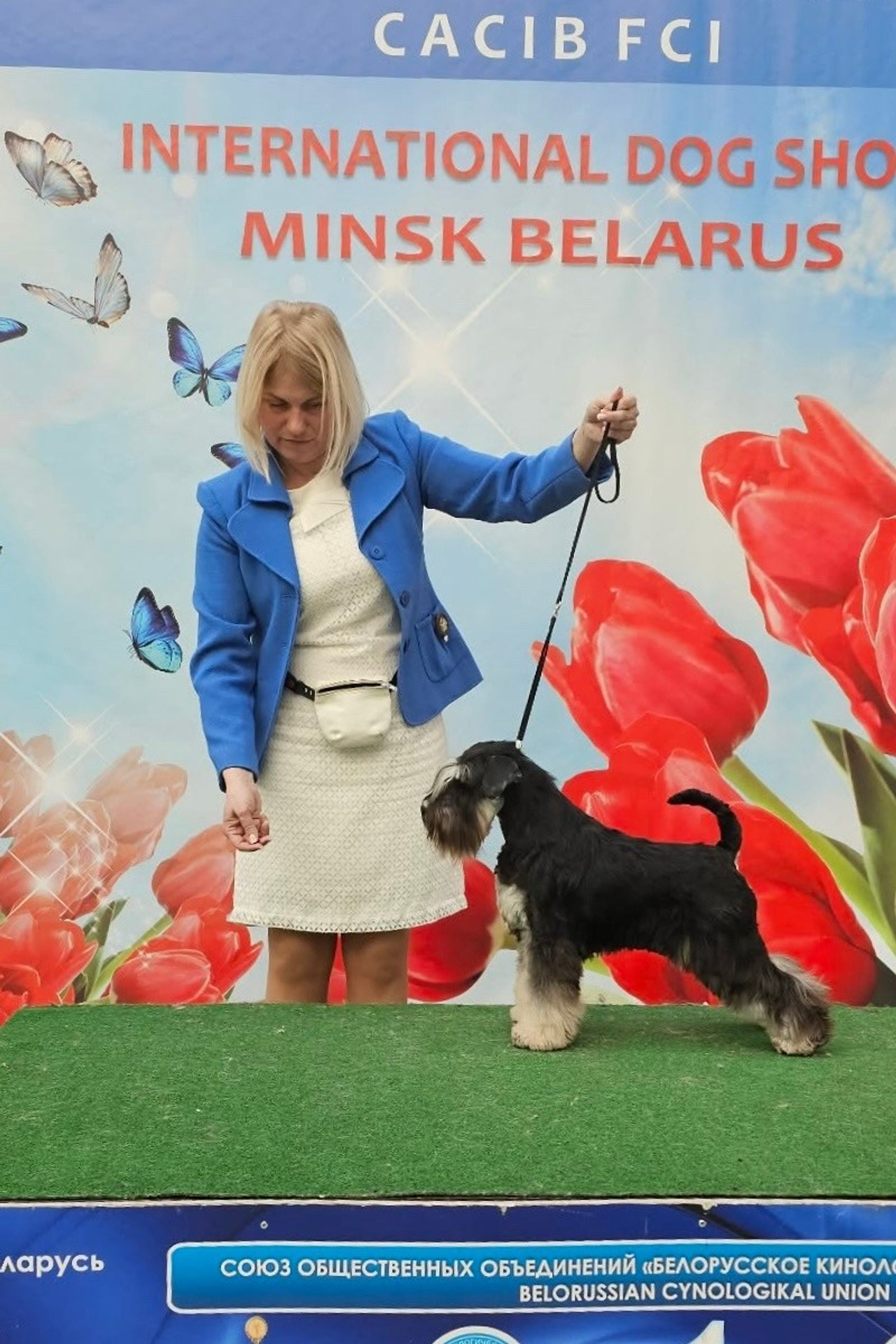 НОВОСТИ. Питомник цвергшнауцеров в Беларуси «Делинсо Бэлэнс»