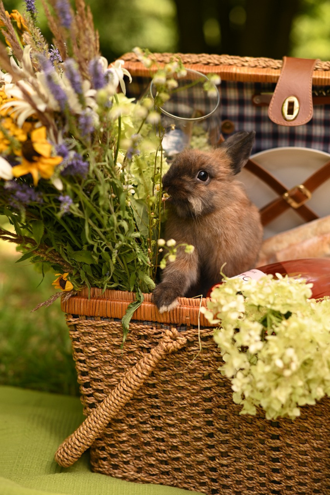 фотодень с кроликами