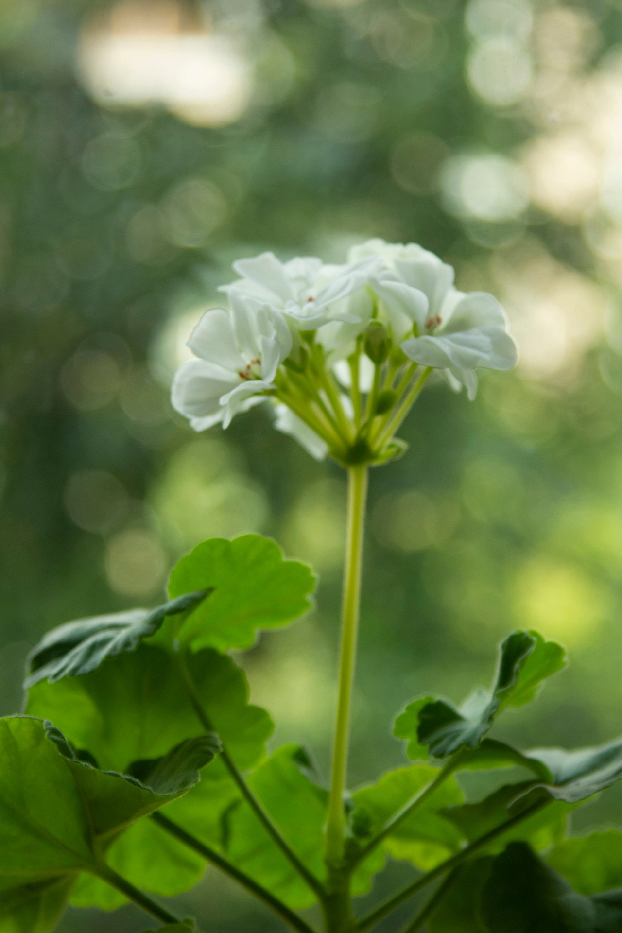 Предметные фото. Портретный фотограф Елена Романова