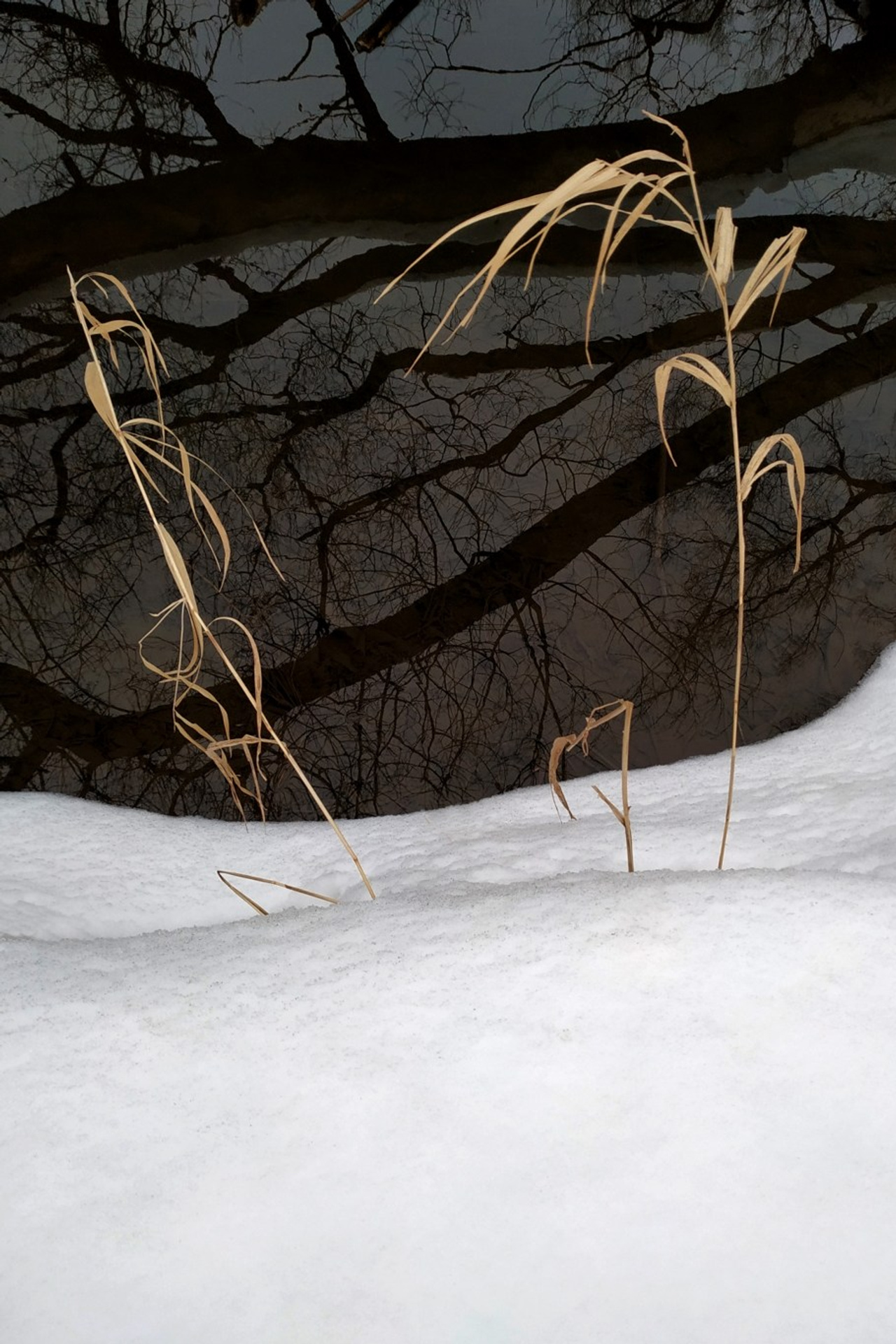 Зимние травы