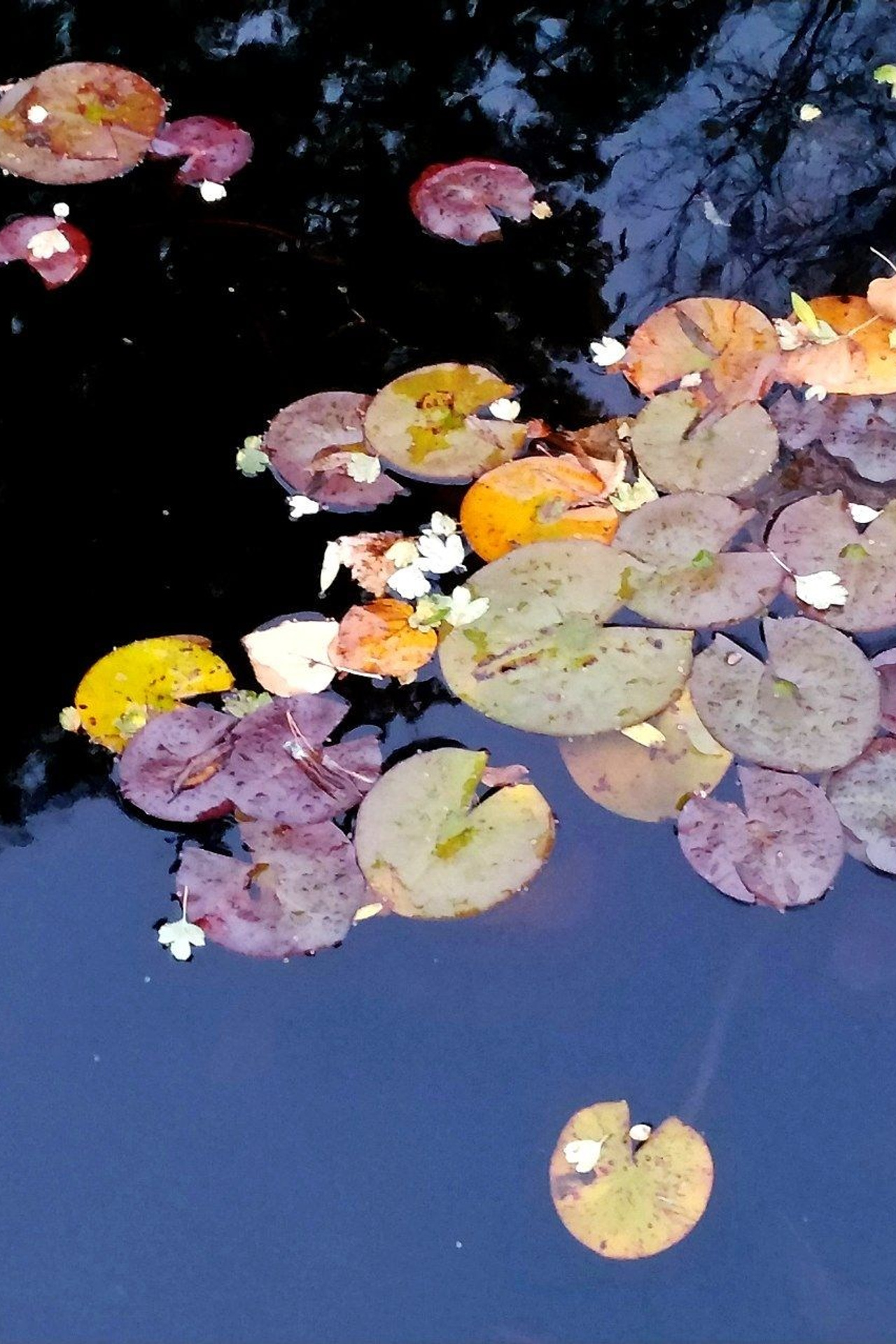 Лилия осень II