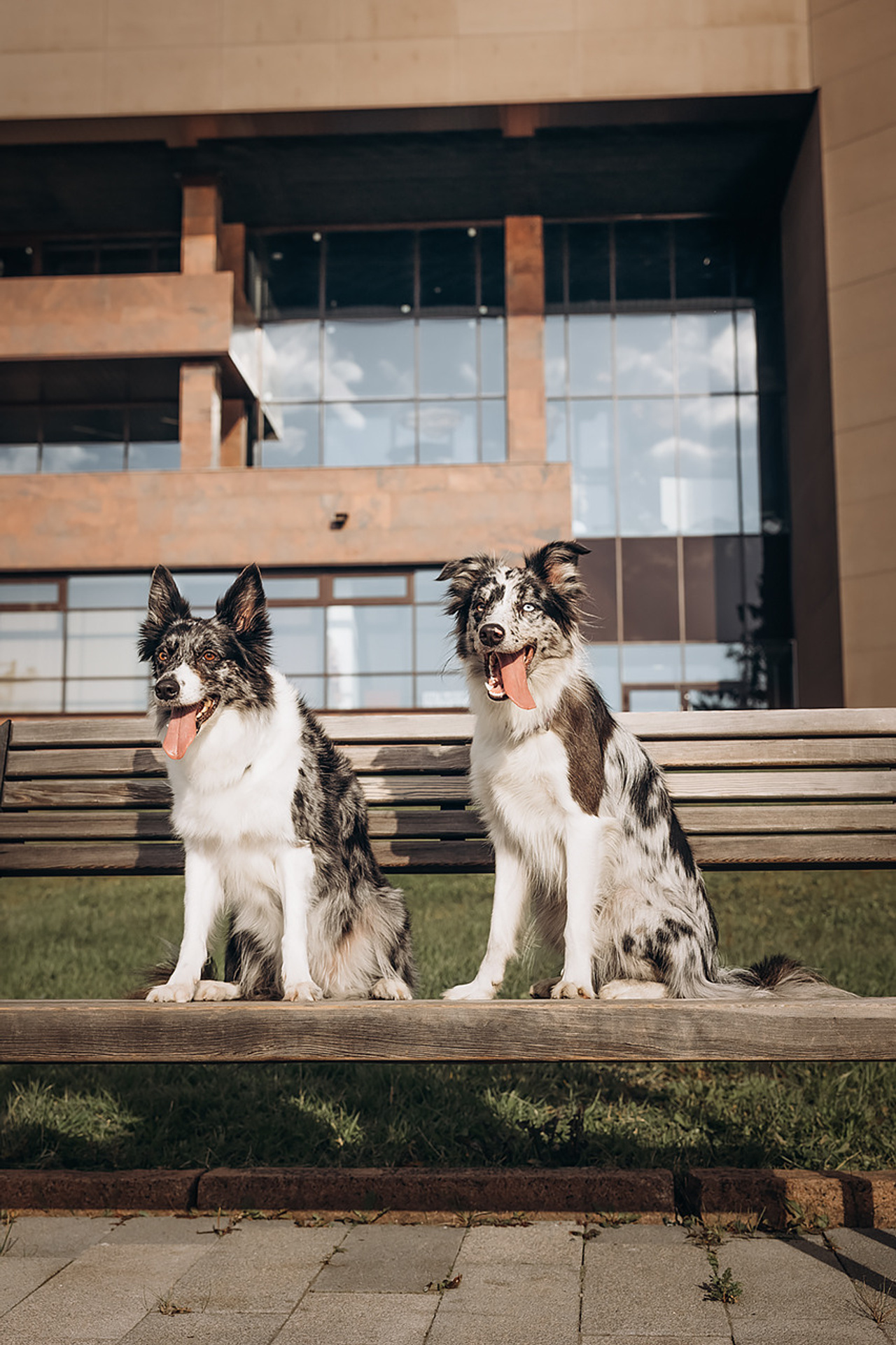 Холли и Дерзай |Бордер колли|