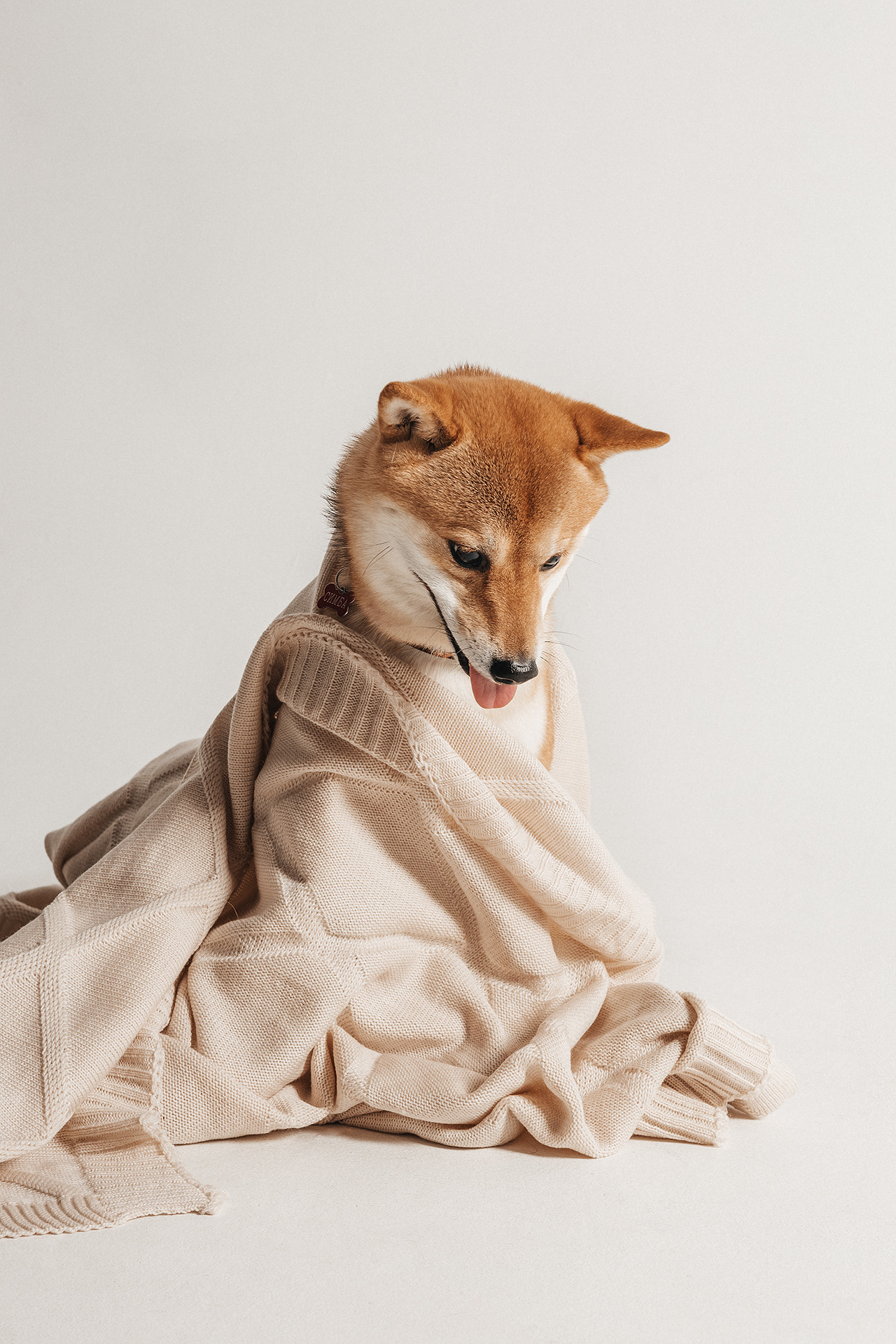 Симба |Сиба-Ину|