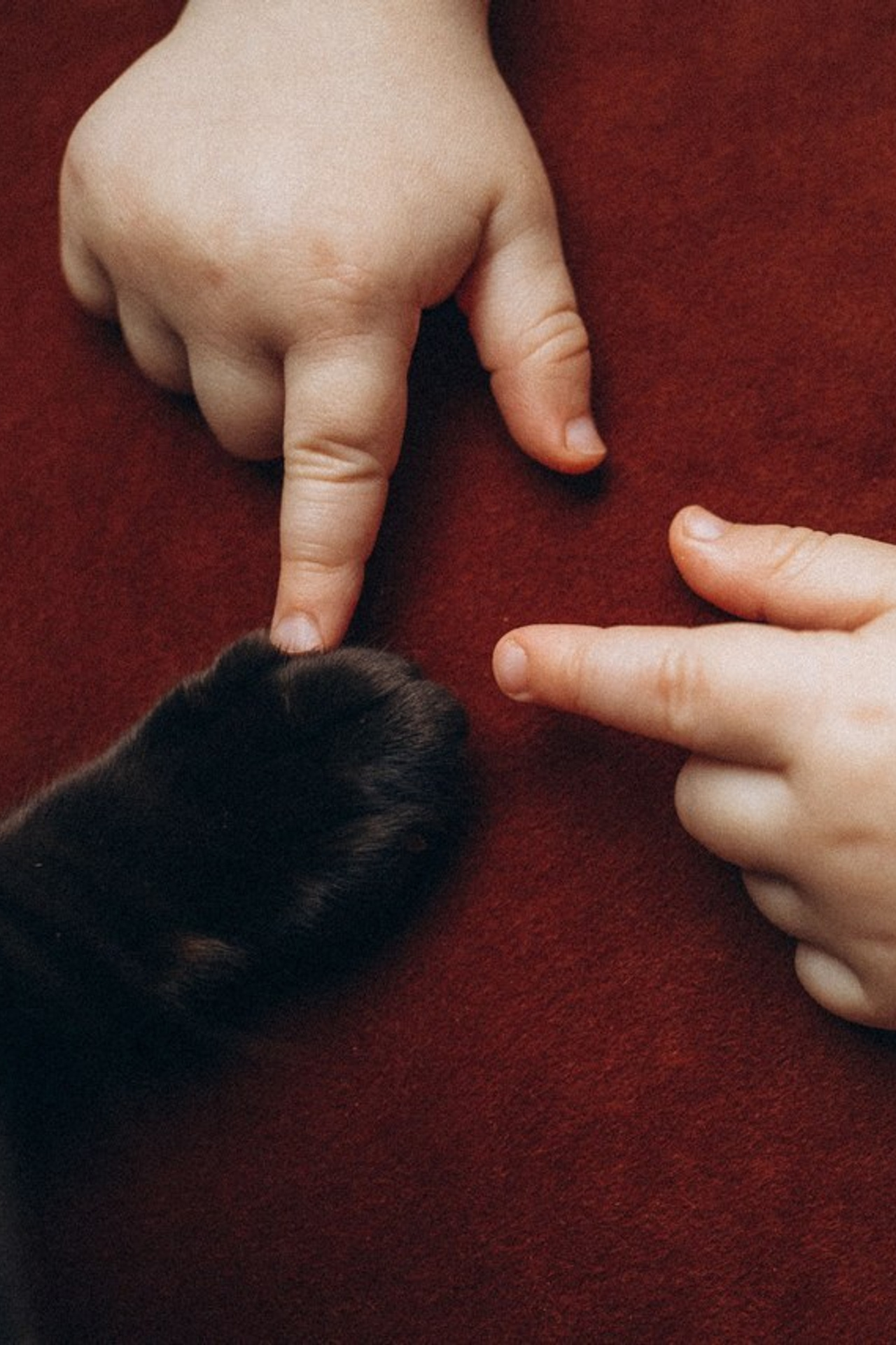 Отзывы. Семейный фотограф и анималист в Москве Анна Иванова