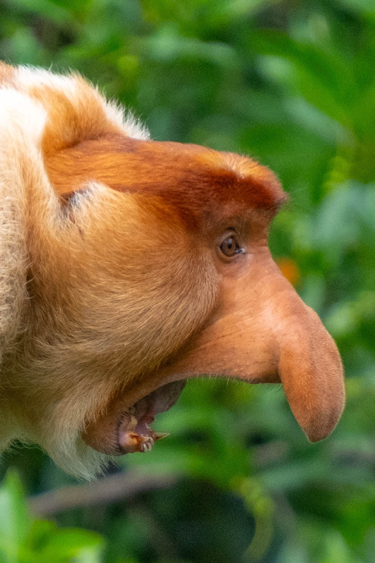 О. Борнео, г. Сандакан. В мире животных