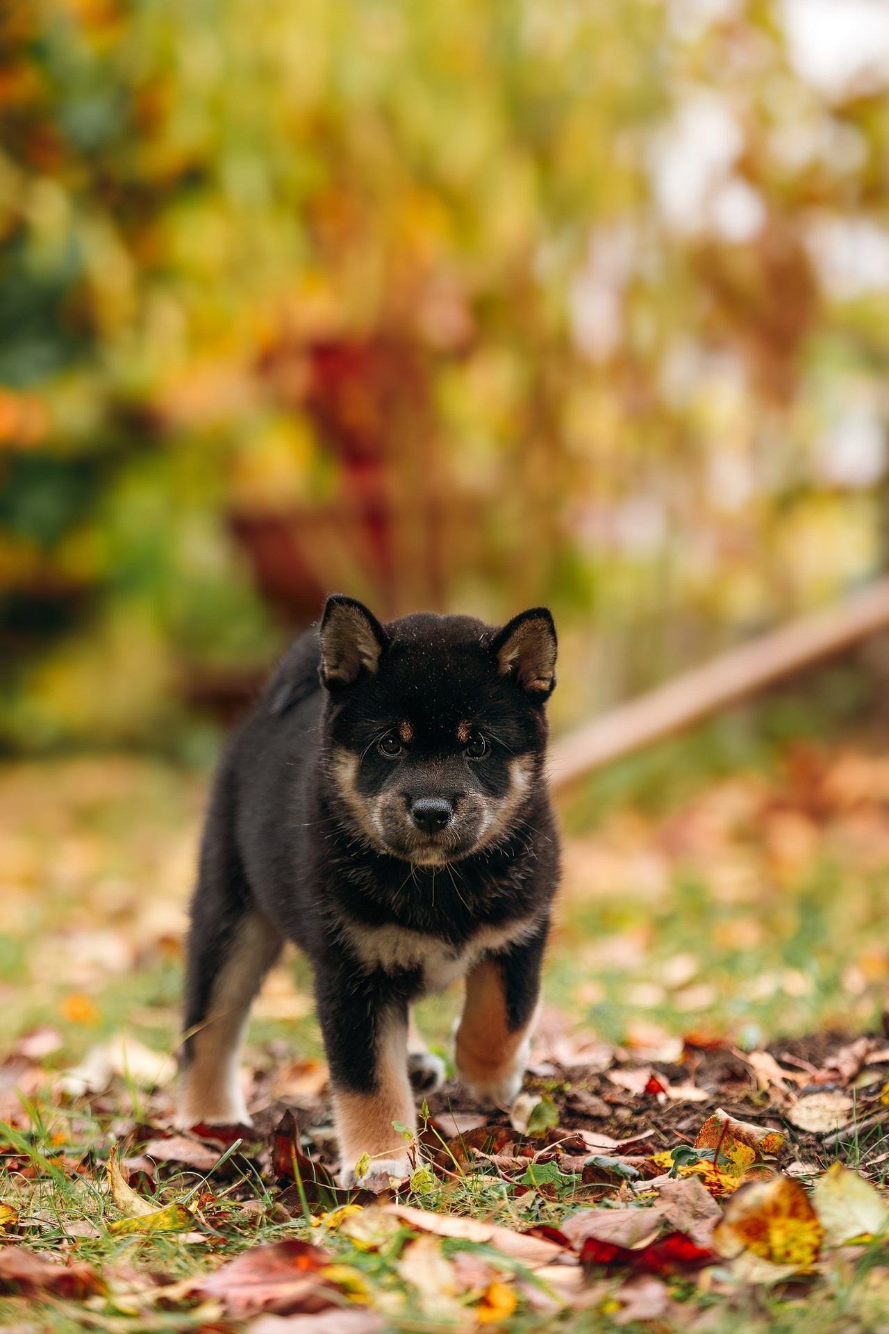 Отзывы. Фотограф. Фотограф-анималист. Москва