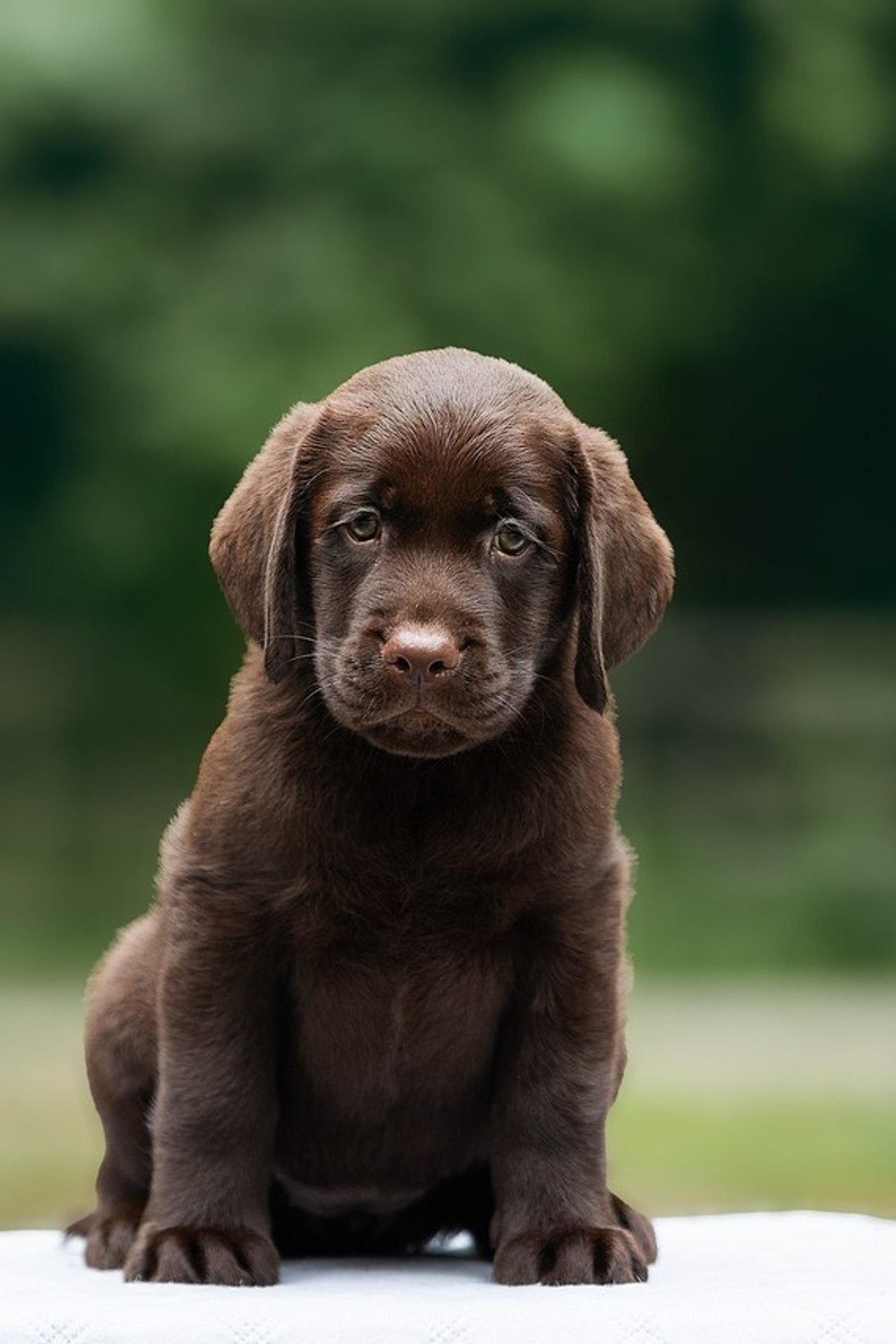 Отзывы. Фотограф. Фотограф-анималист. Москва