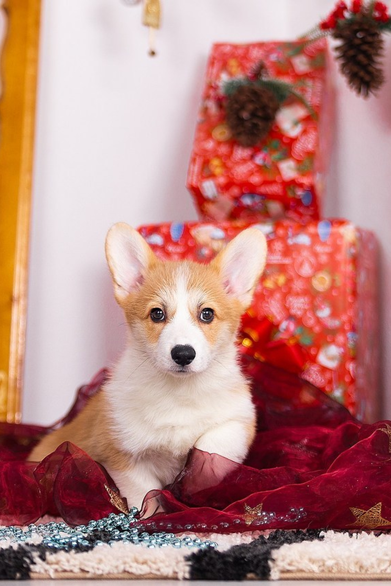 Отзывы. Фотограф. Фотограф-анималист. Москва