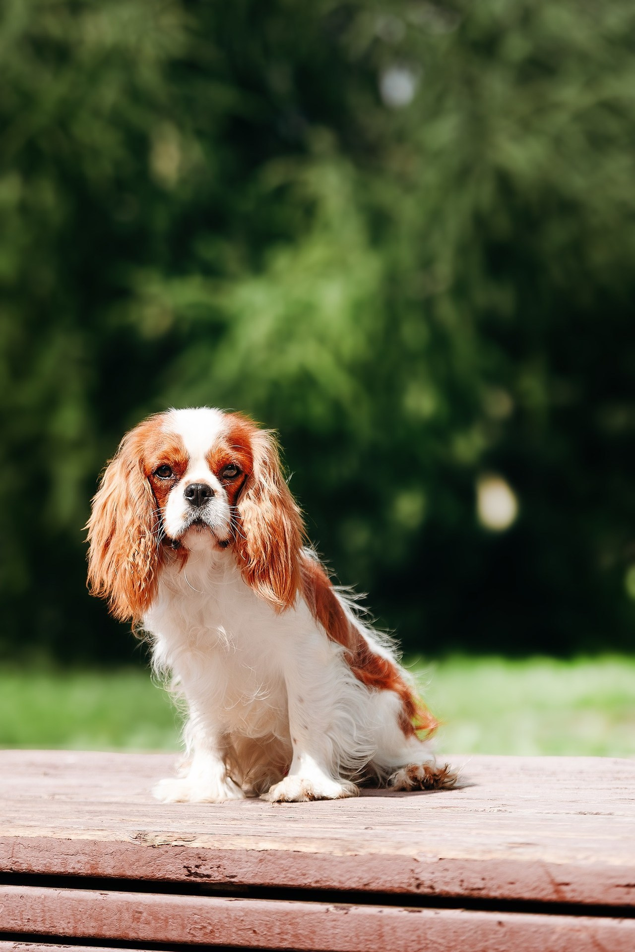 Отзывы. Фотограф. Фотограф-анималист. Москва