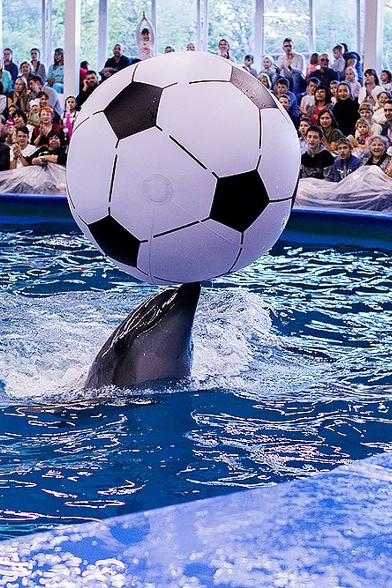 Дельфинарий