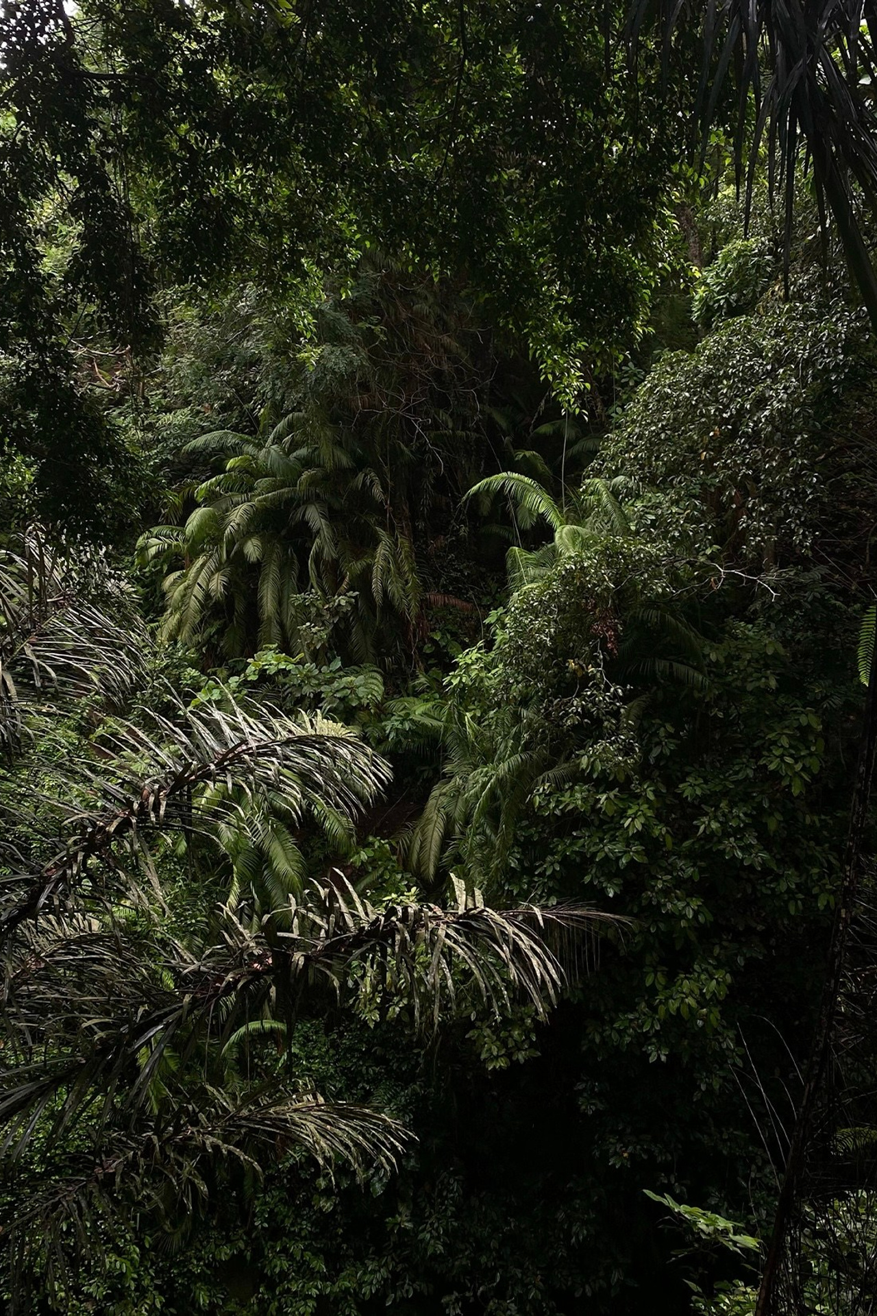 BALI. CONINCON PRODUCTION