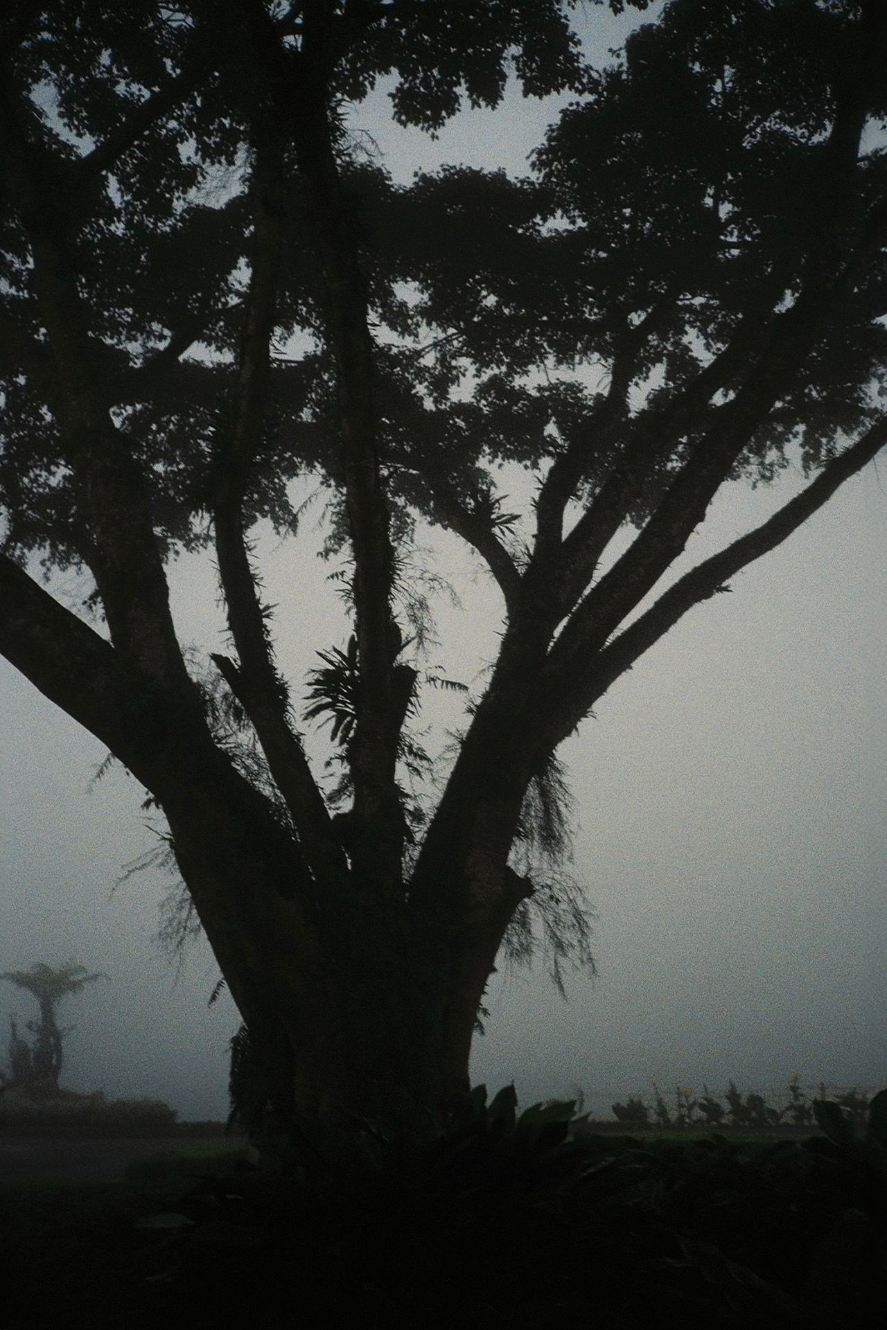 BALI. CONINCON PRODUCTION