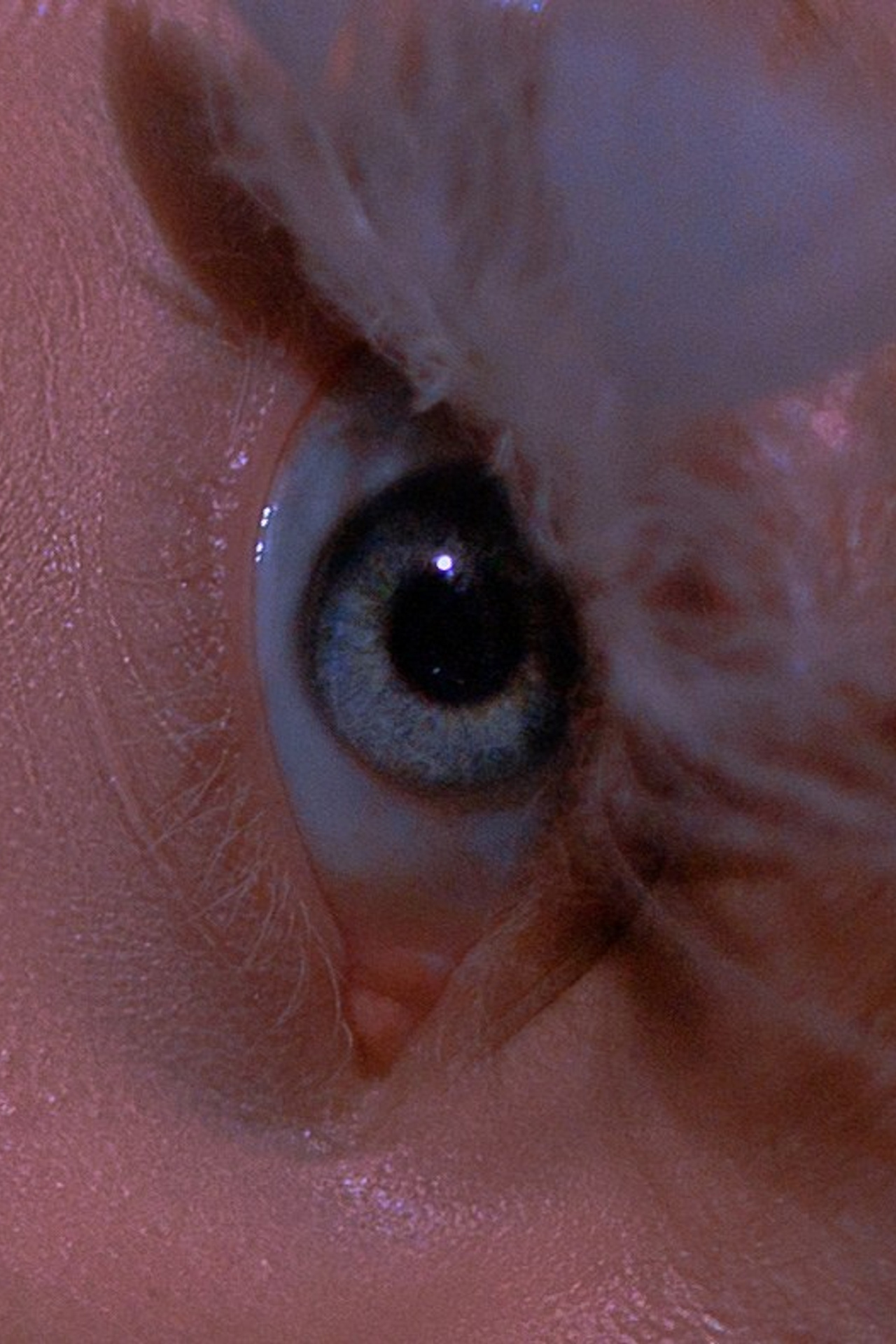 Blue wings. Ларионова Виталина. Фотограф и видеограф в Санкт-Петербурге