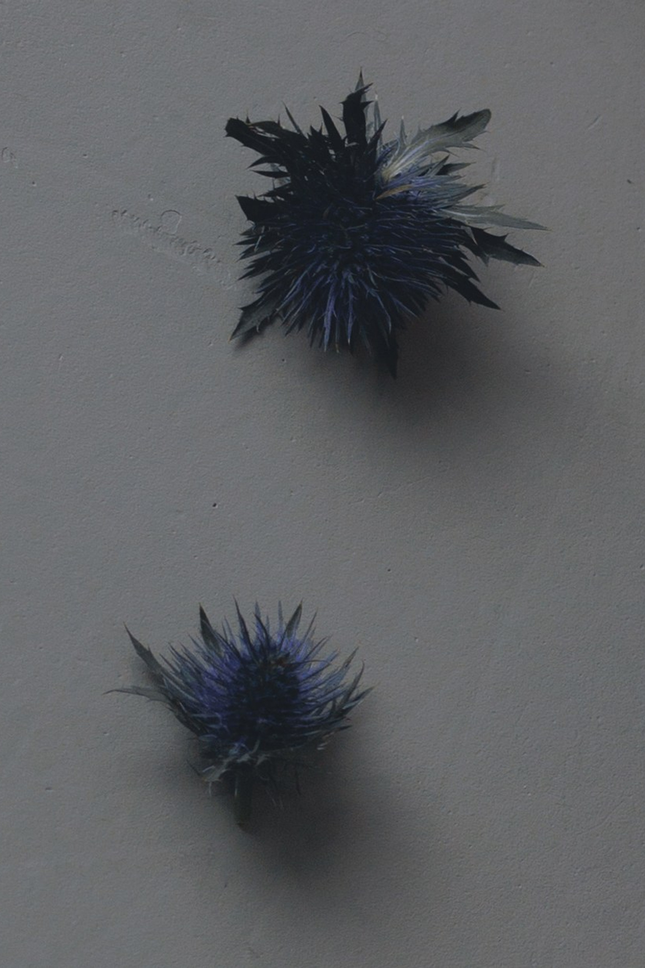 Blue Erýngium. Ларионова Виталина. Фотограф и видеограф в Санкт-Петербурге