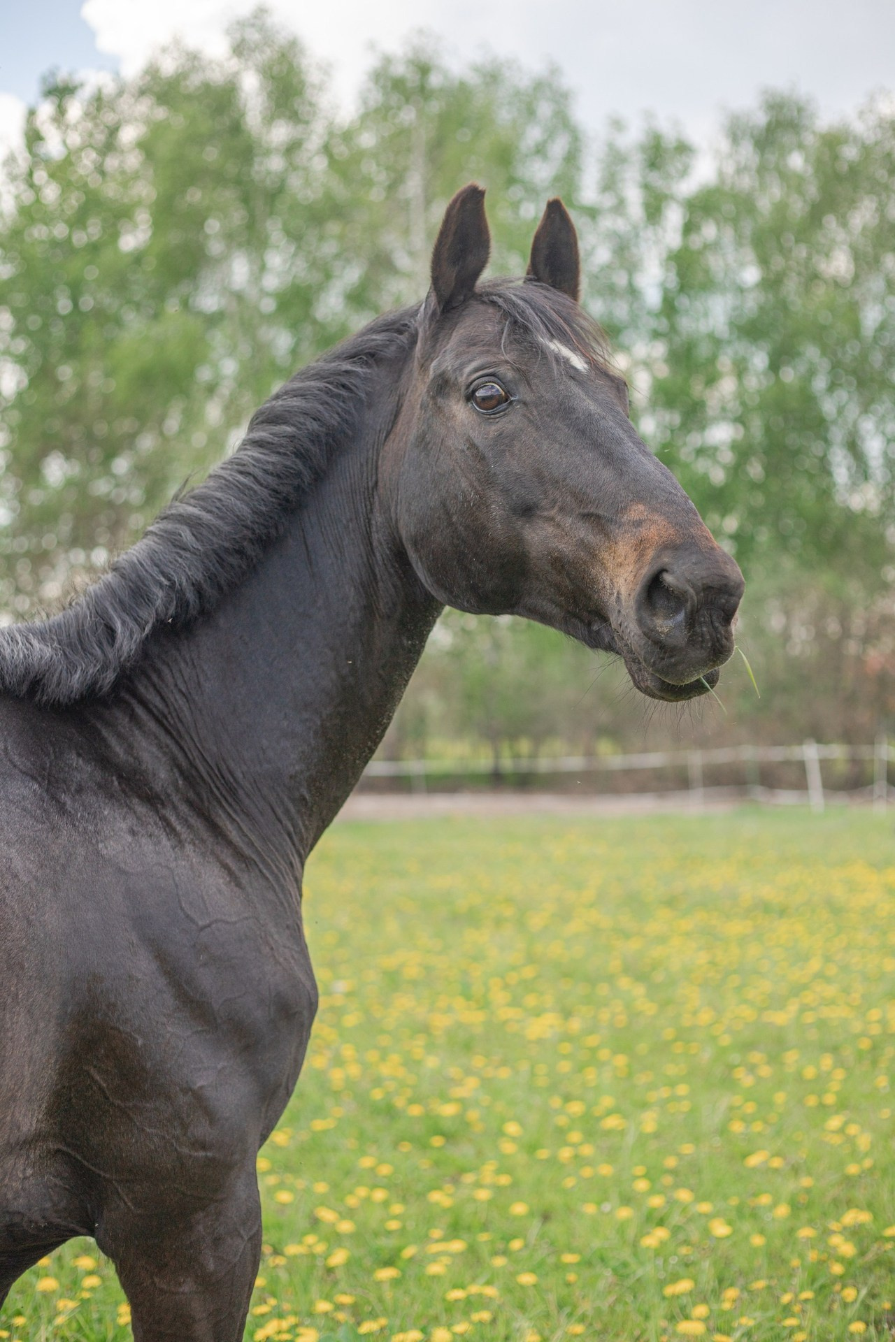 Отзывы. Фотосессии с лошадьми в Москве и МО