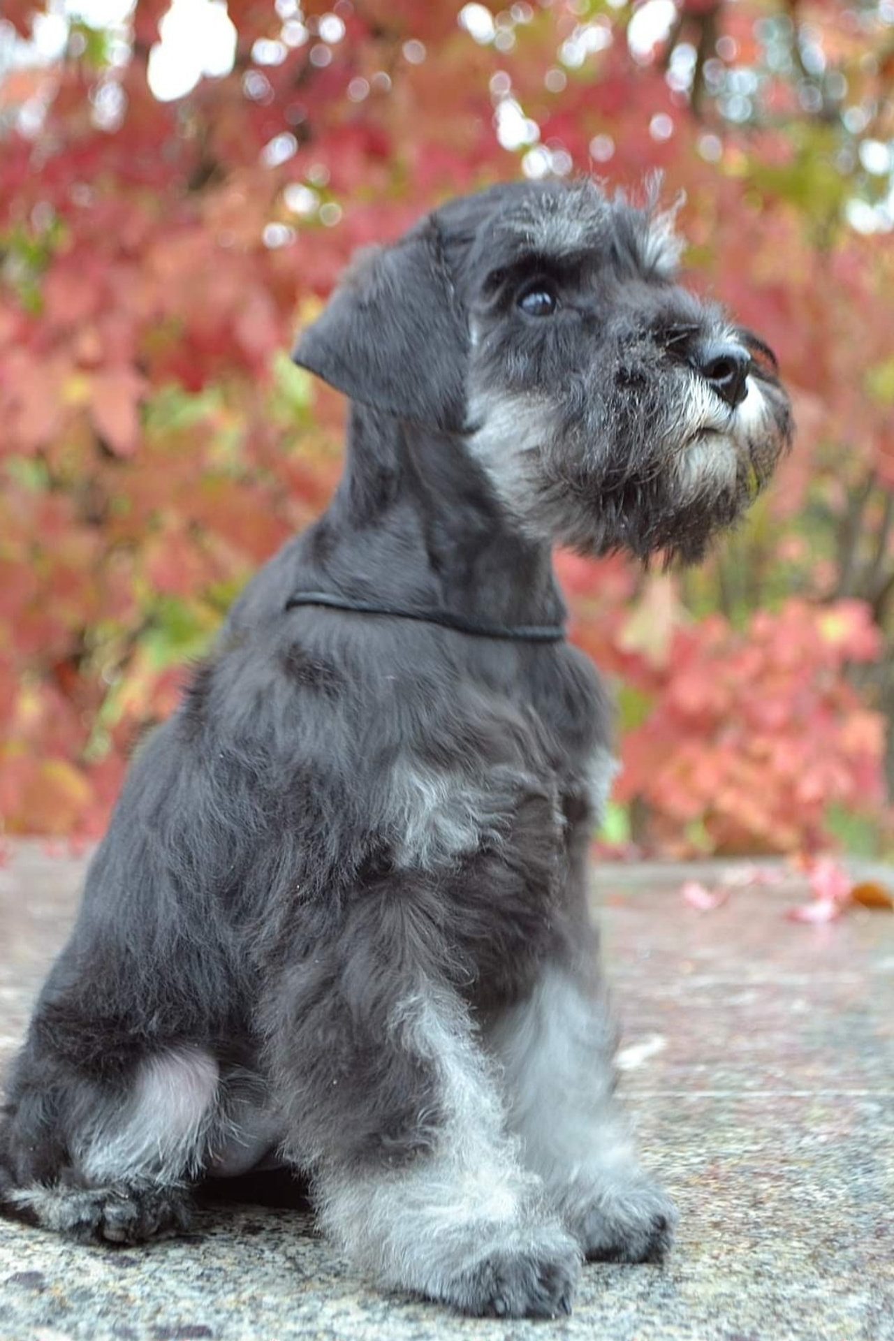 Блог. WAISER TAU kennel